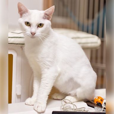 雑種（ミックス猫）・メスの里親募集の写真