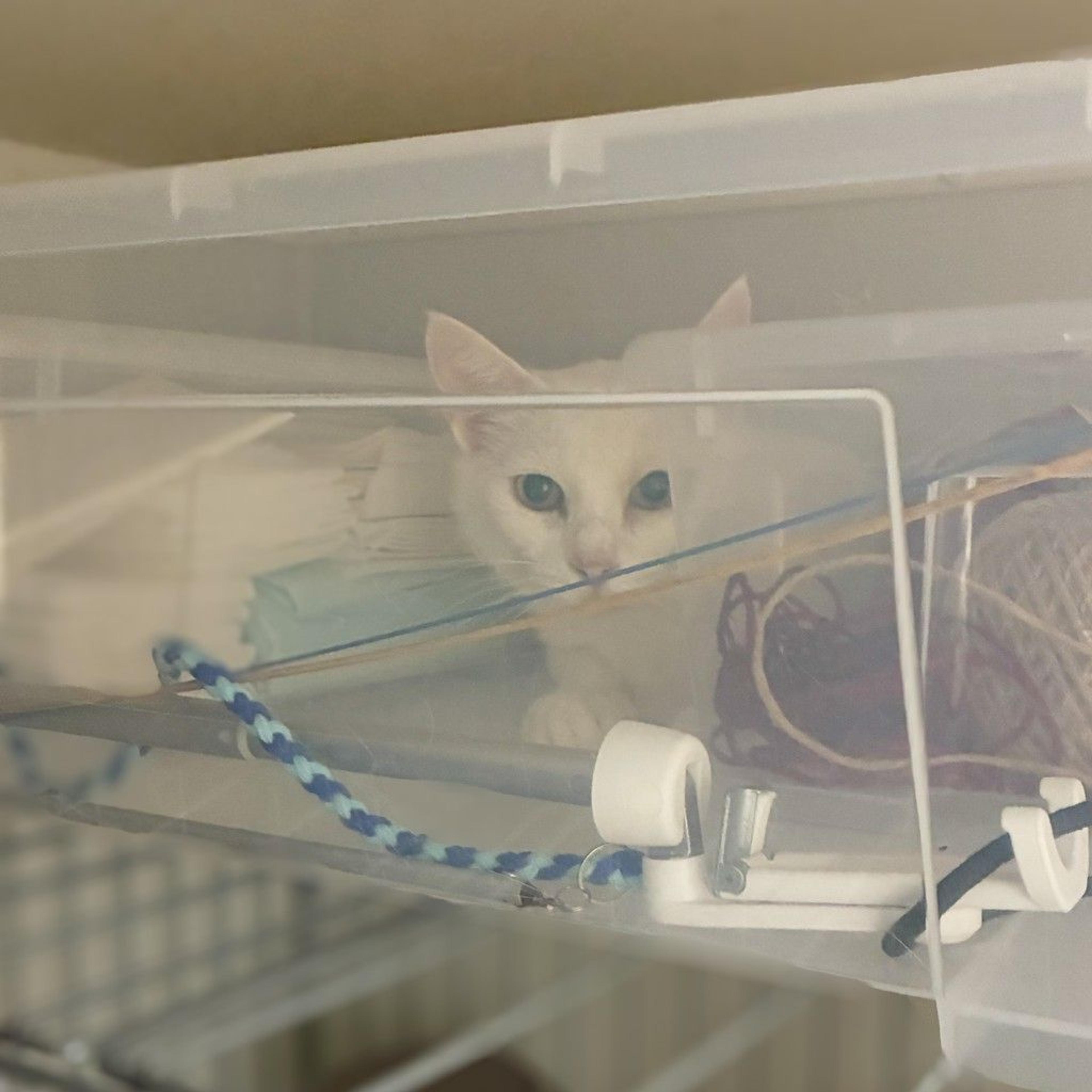 pet-image-4