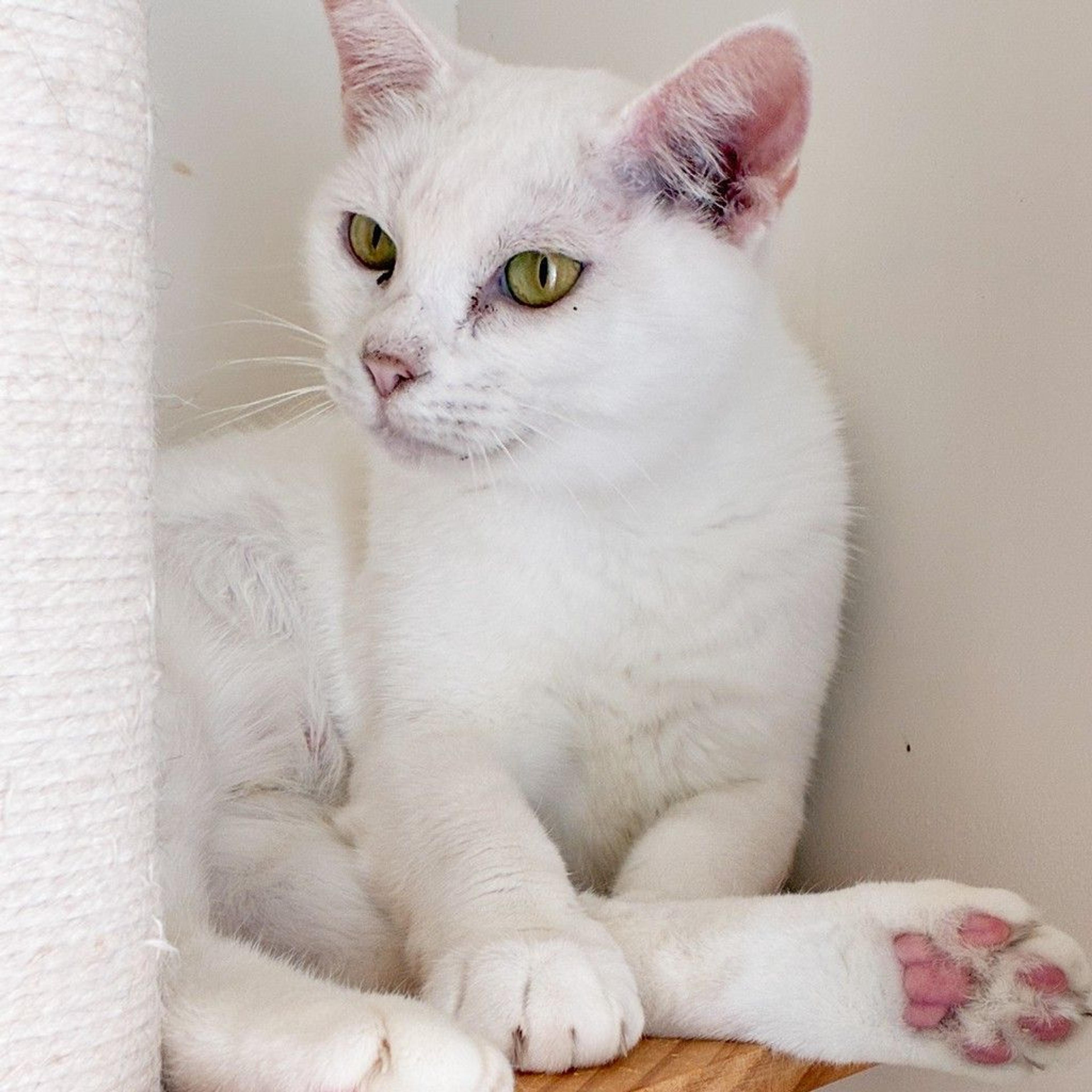 pet-image-5
