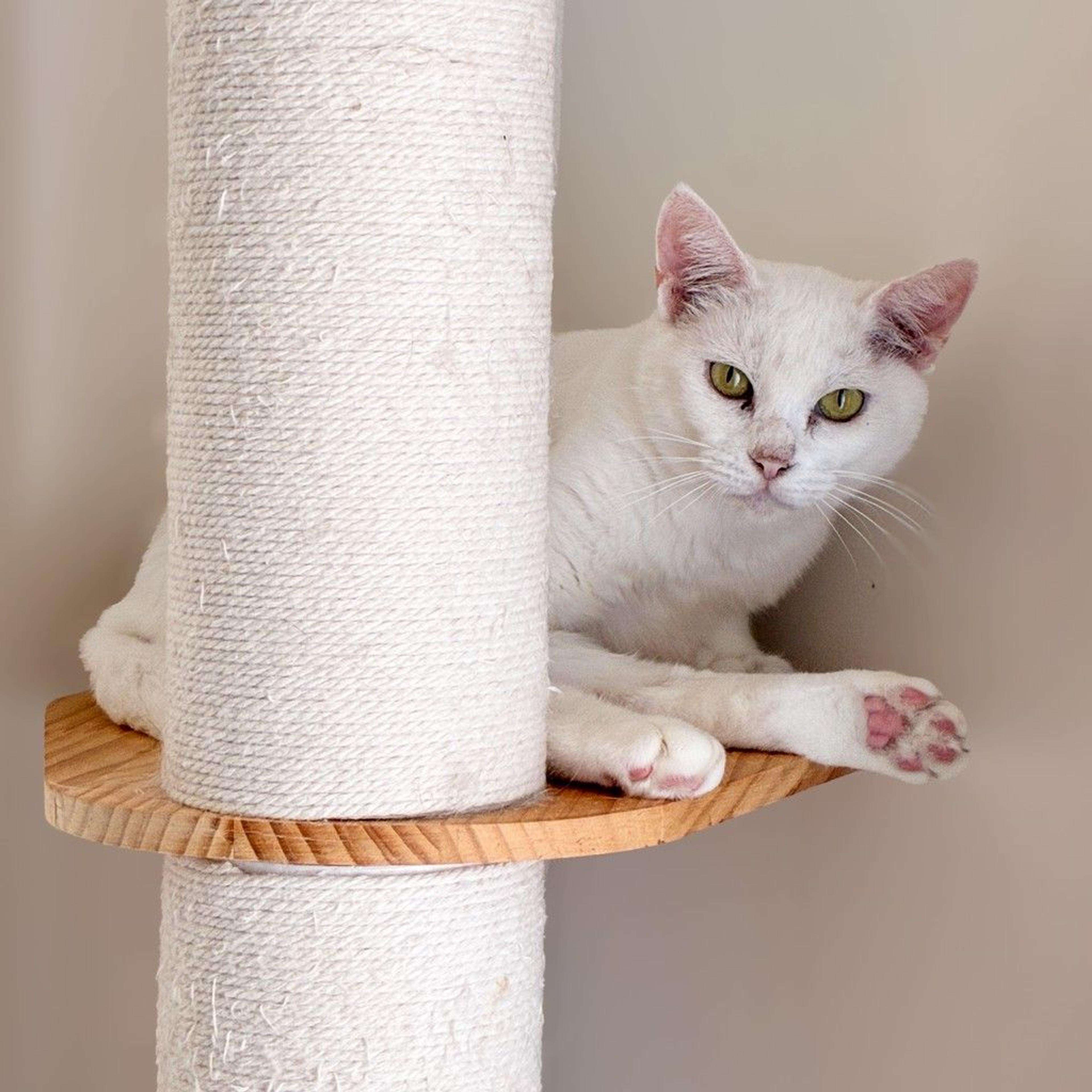 pet-image-6