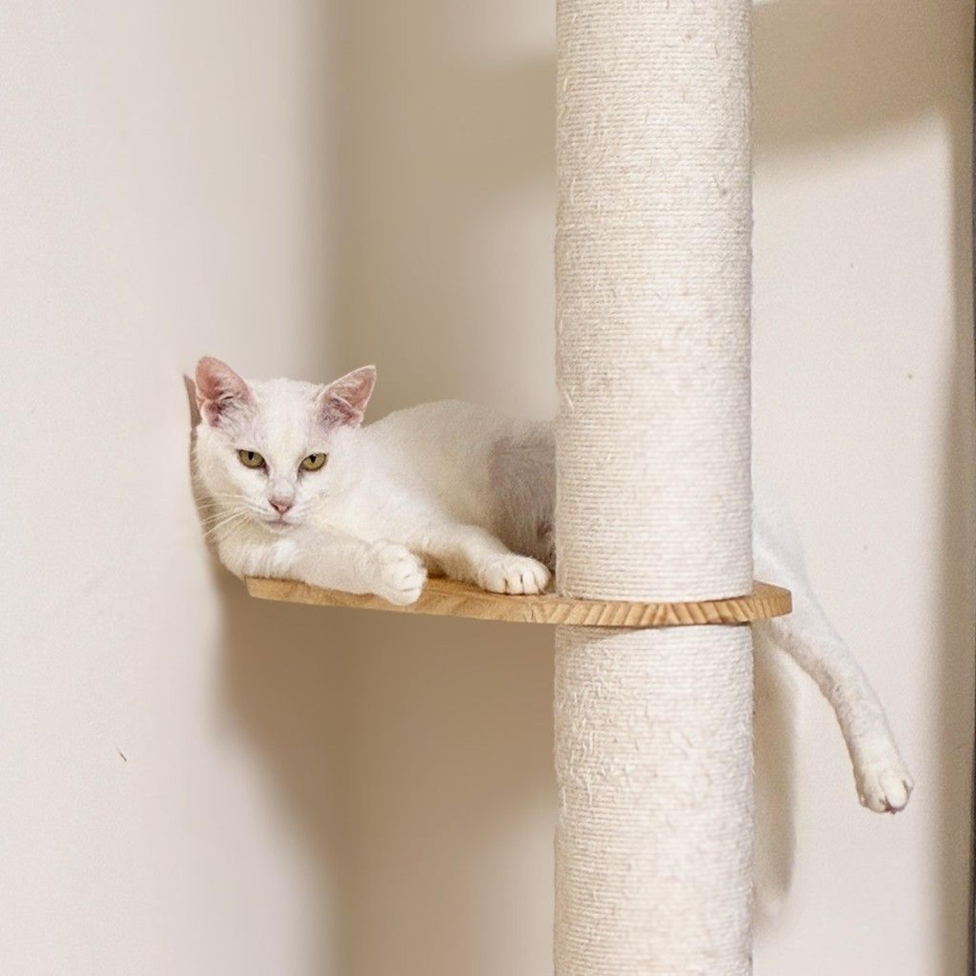pet-image-7