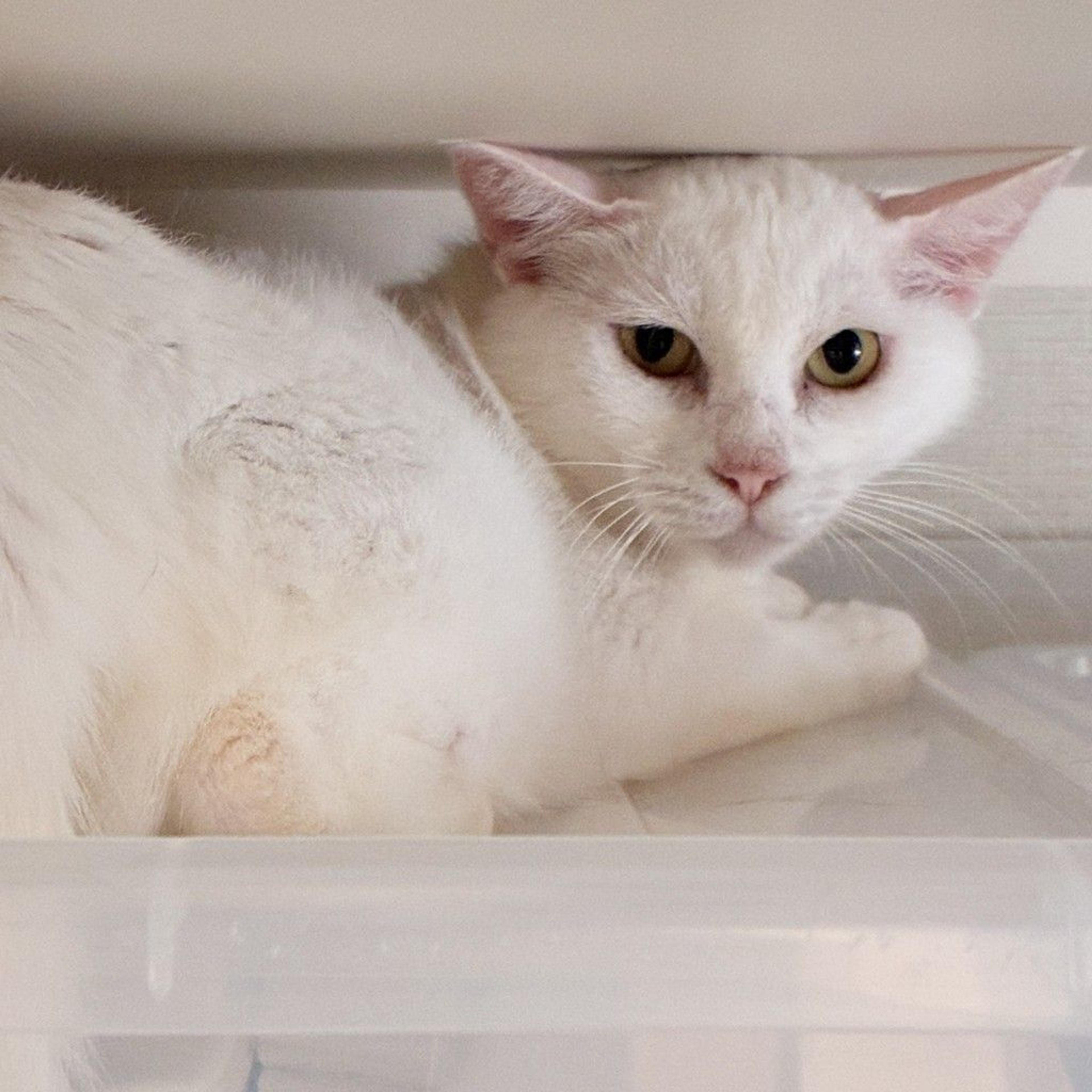pet-image-8