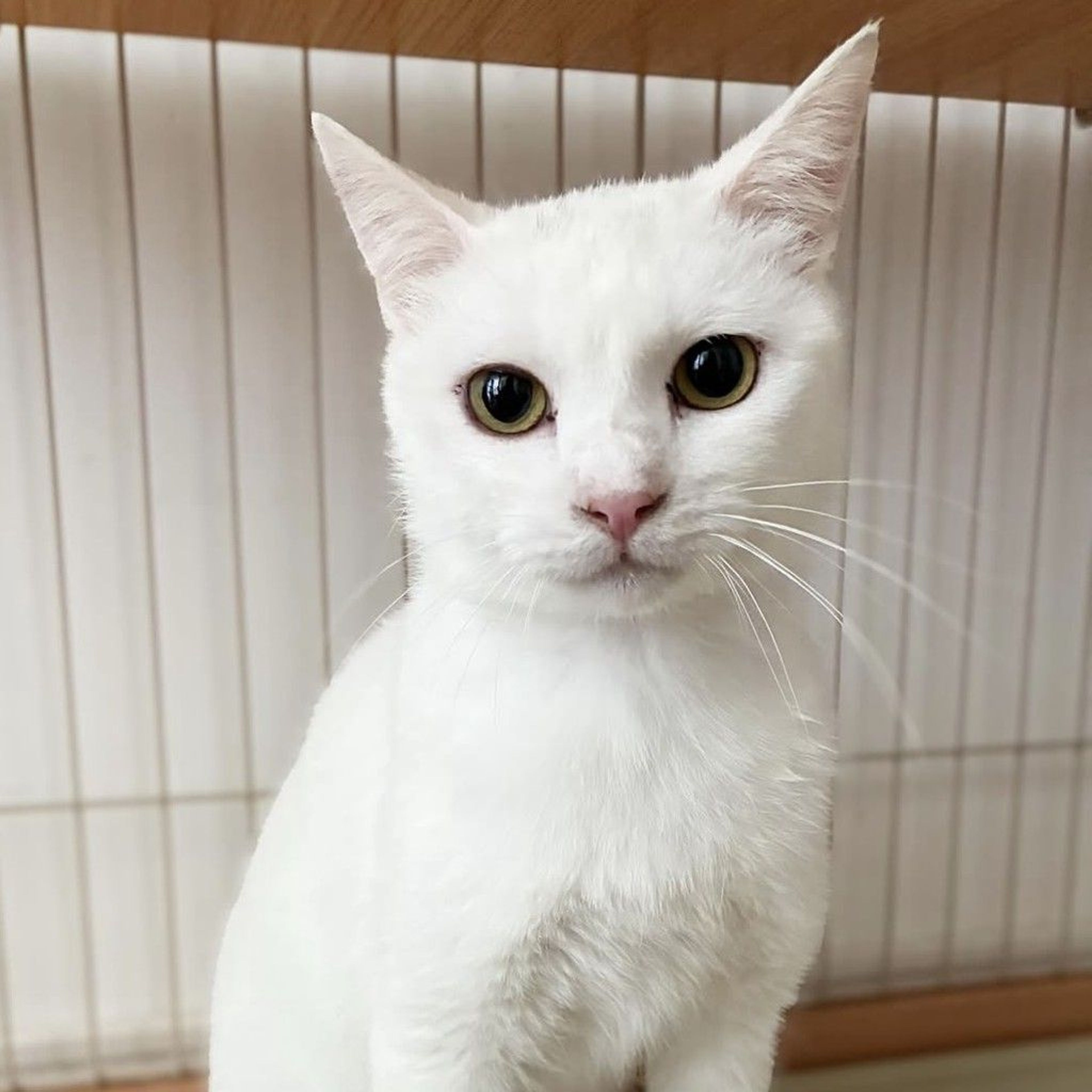 雑種（ミックス猫）・オスの里親募集の写真