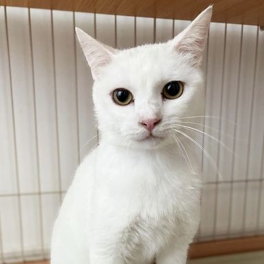 雑種（ミックス猫）・オスの里親募集の写真