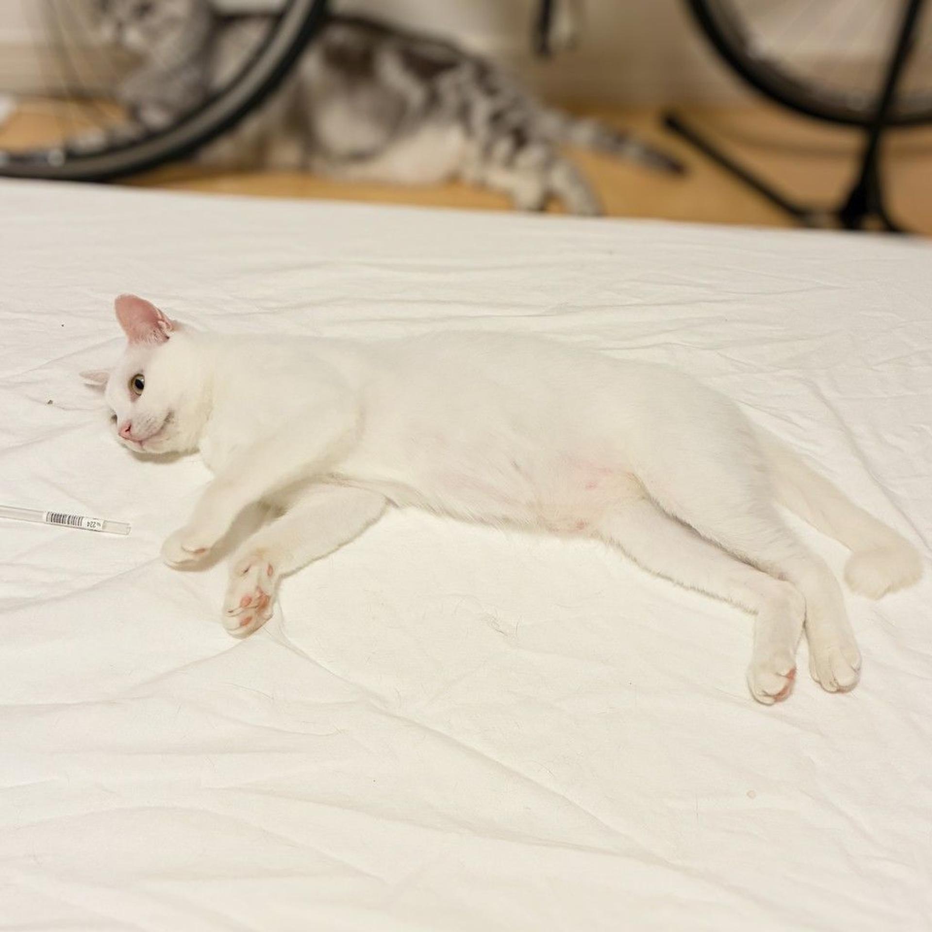 pet-image-2