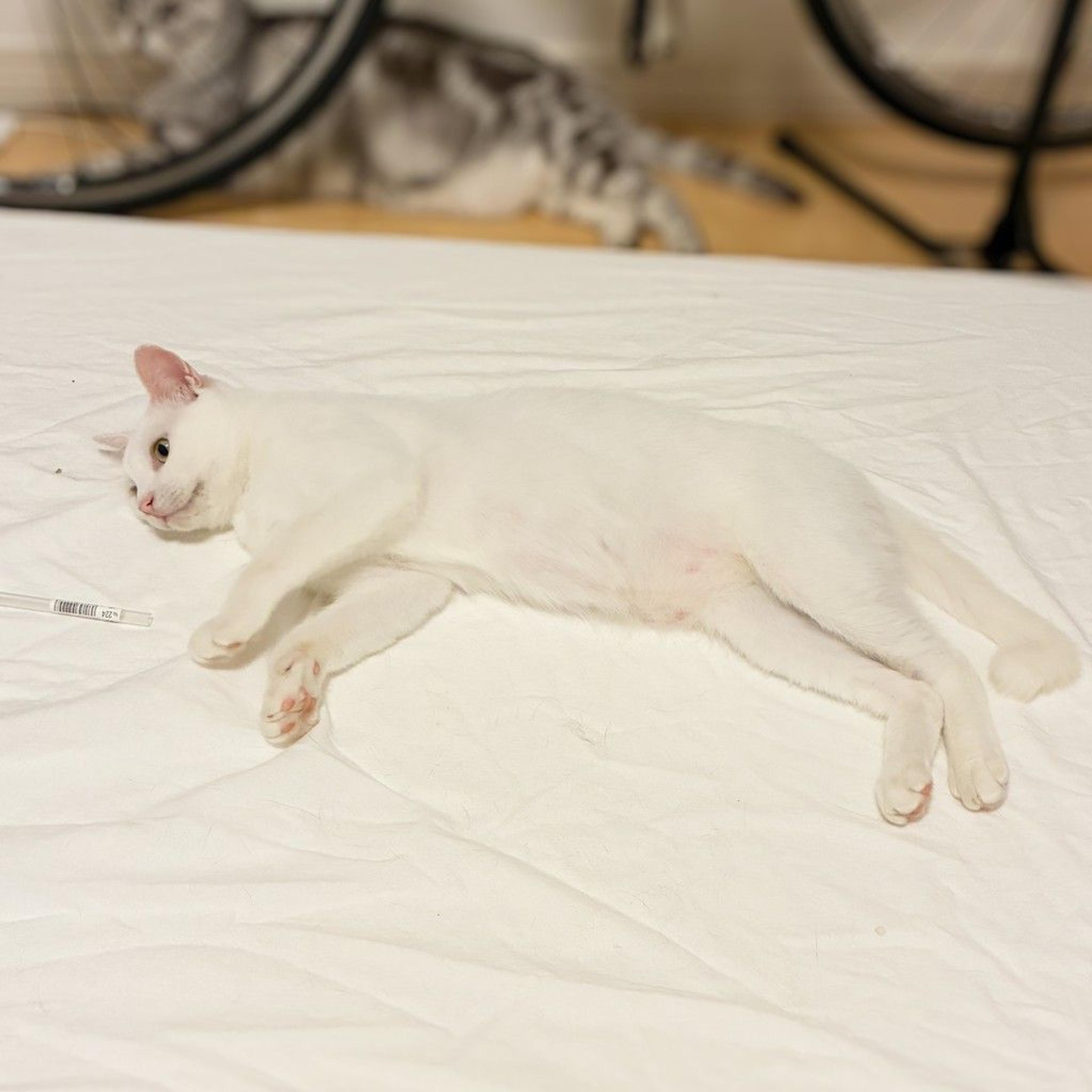 pet-image-2