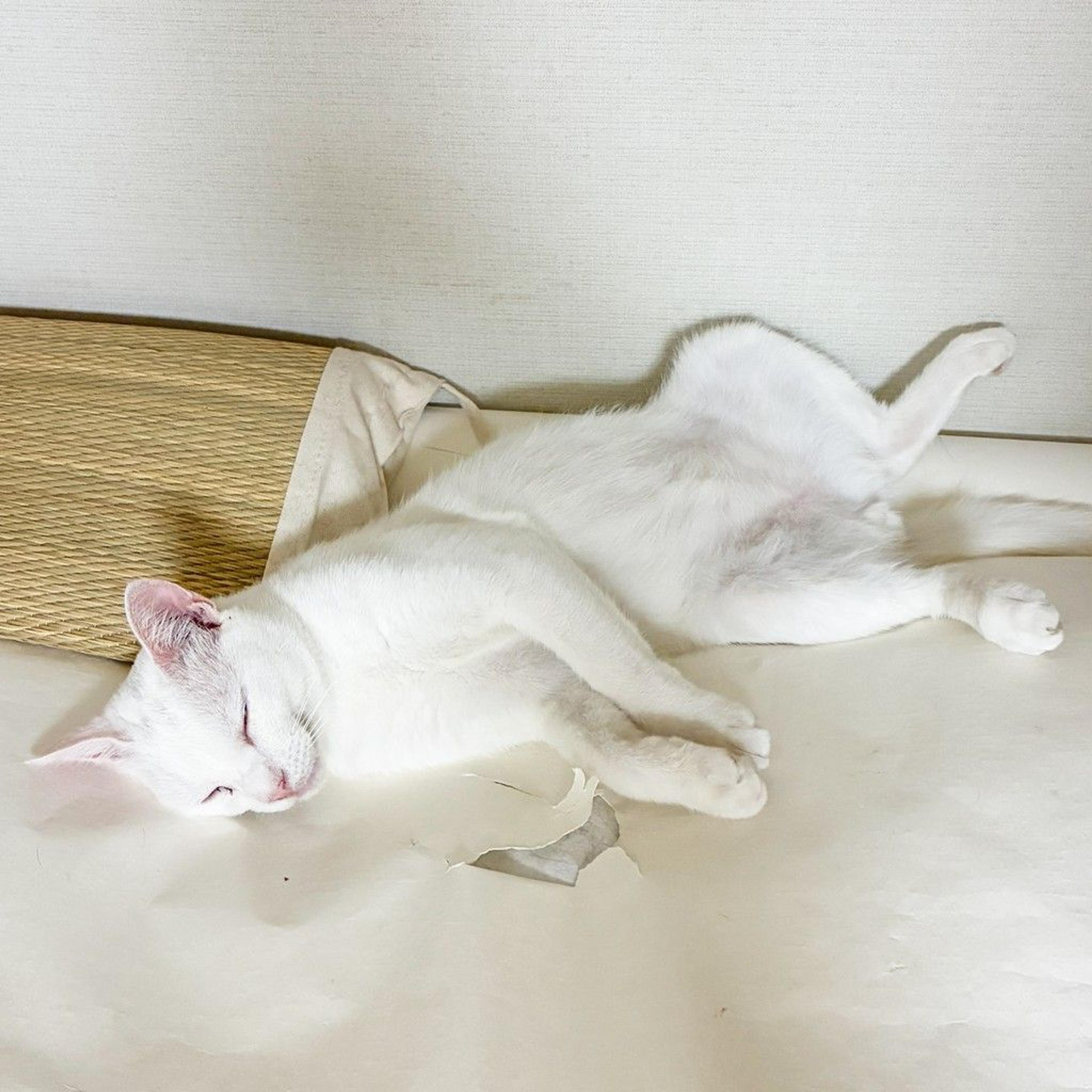 pet-image-5