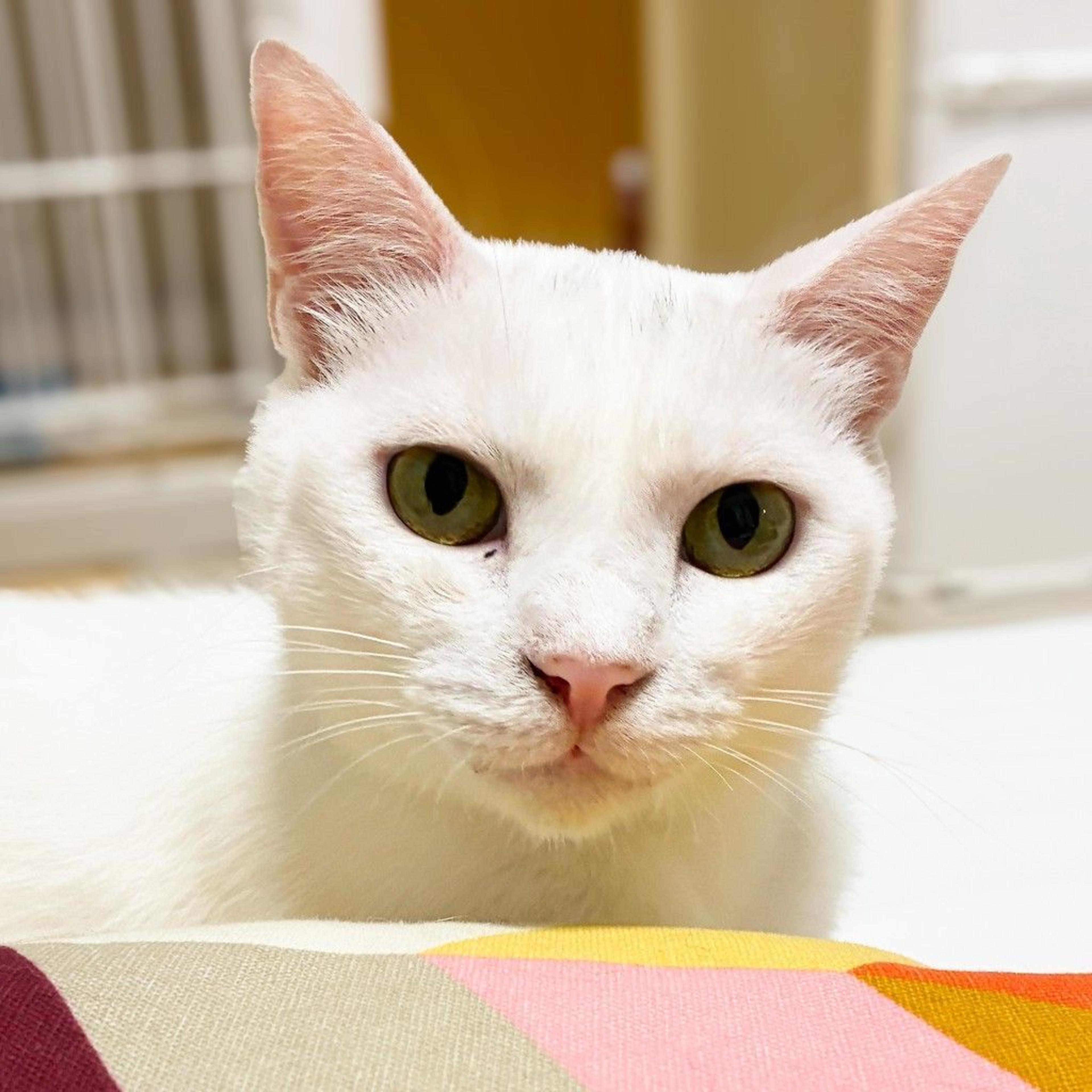 pet-image-7