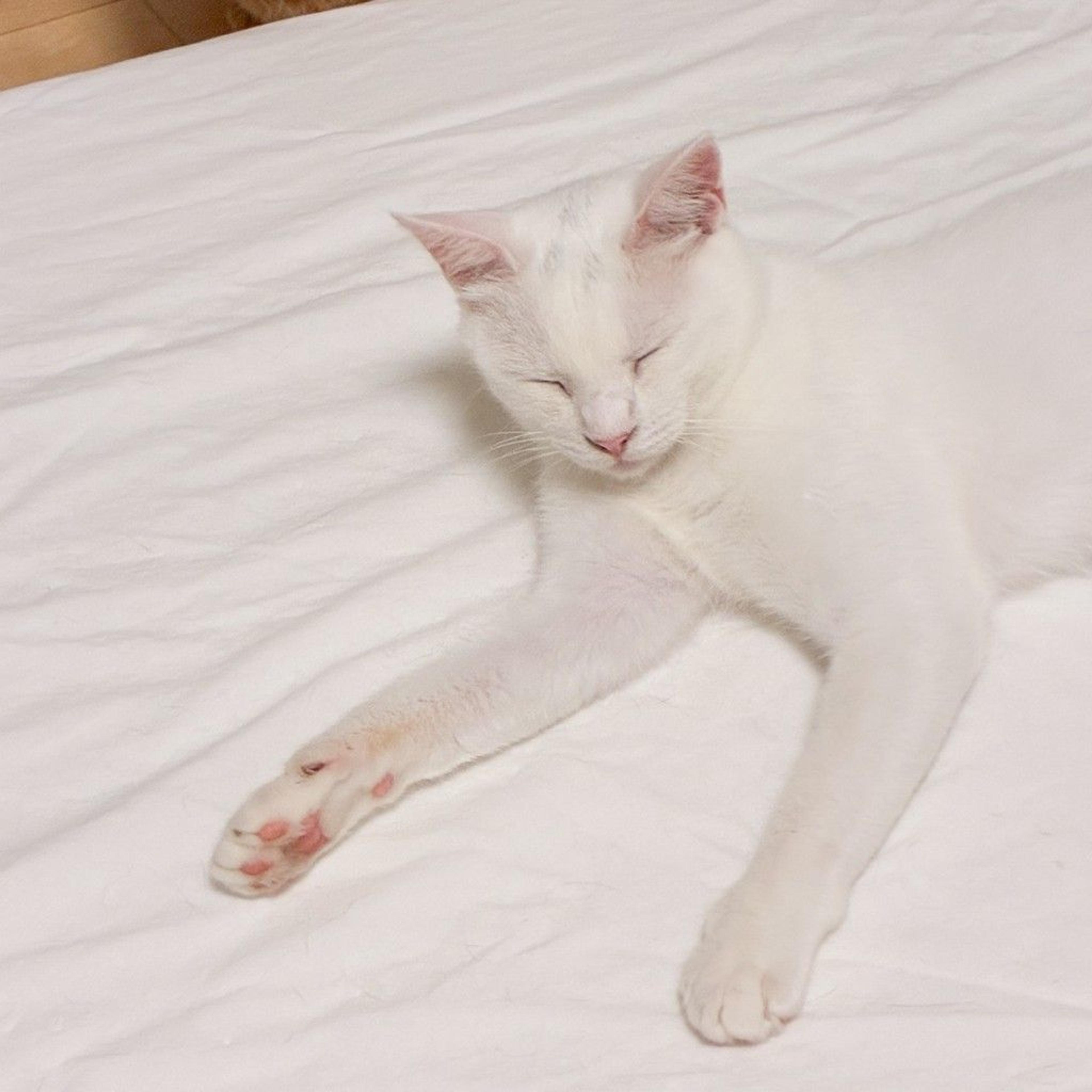 pet-image-8