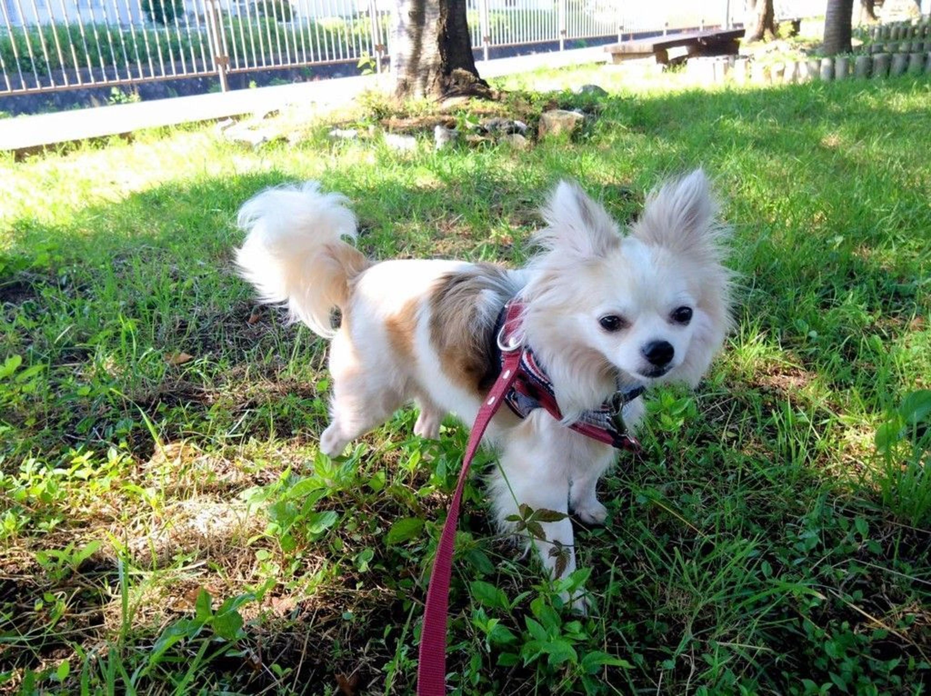 pet-image-6