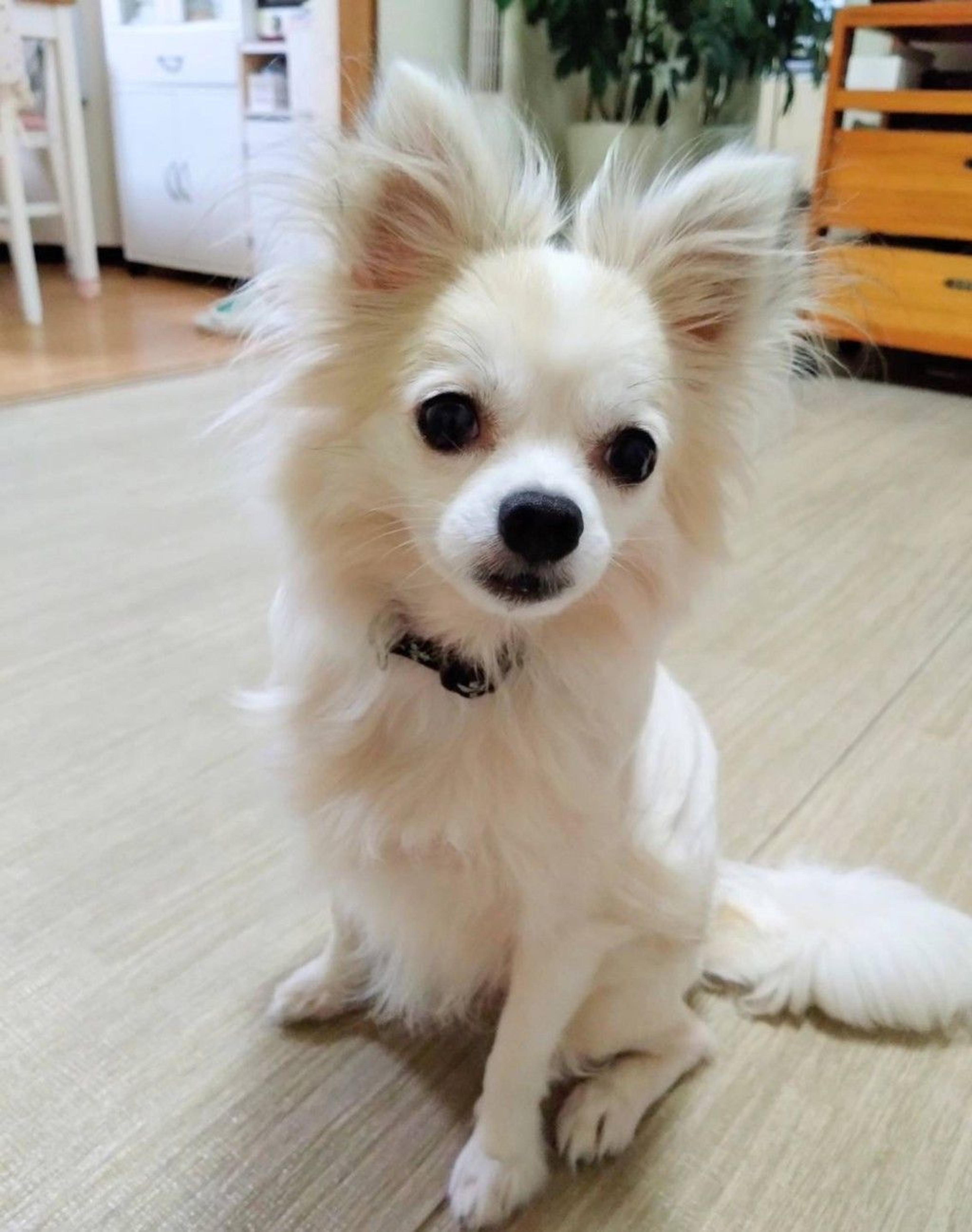 pet-image-5