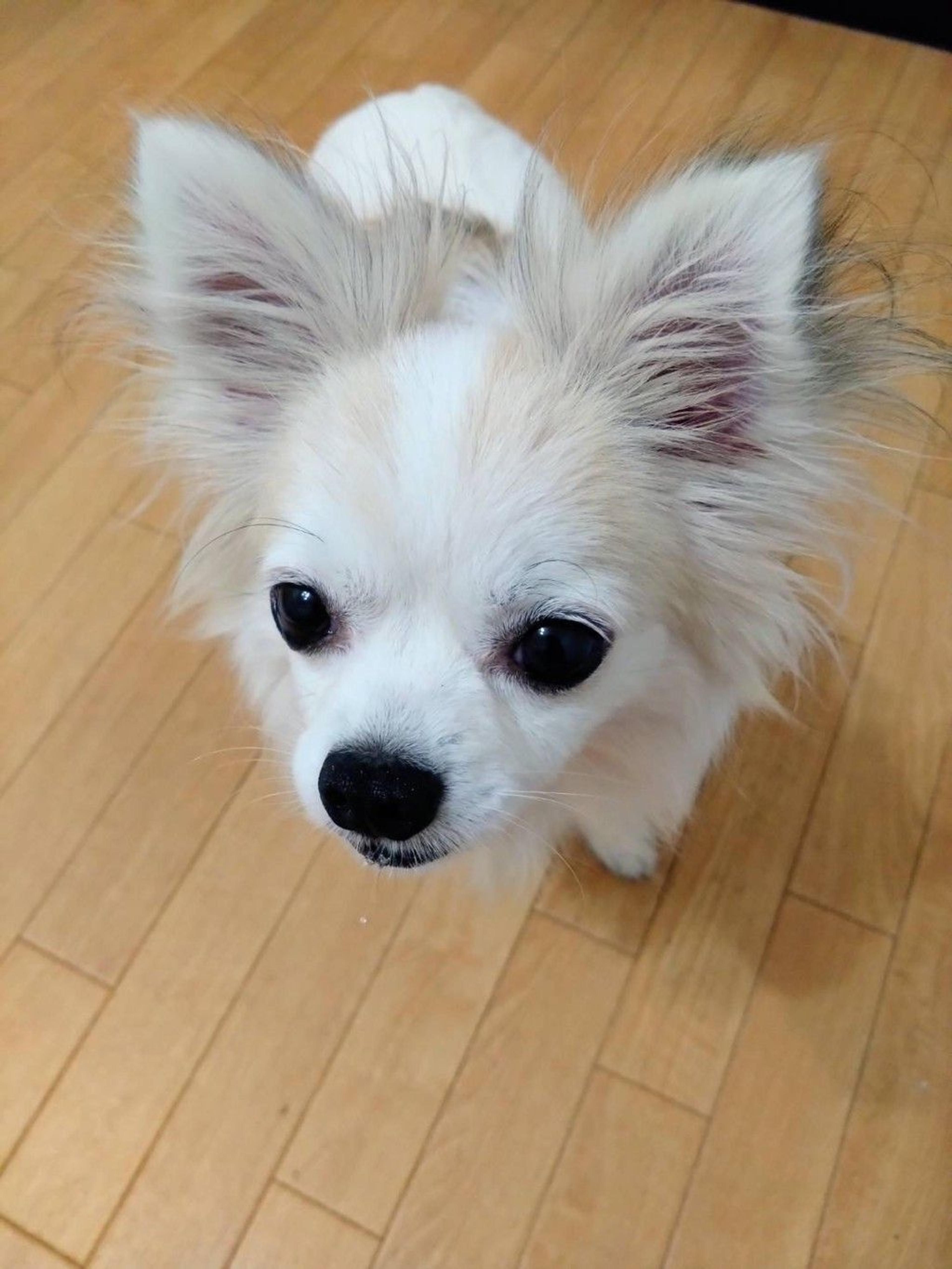 pet-image-2
