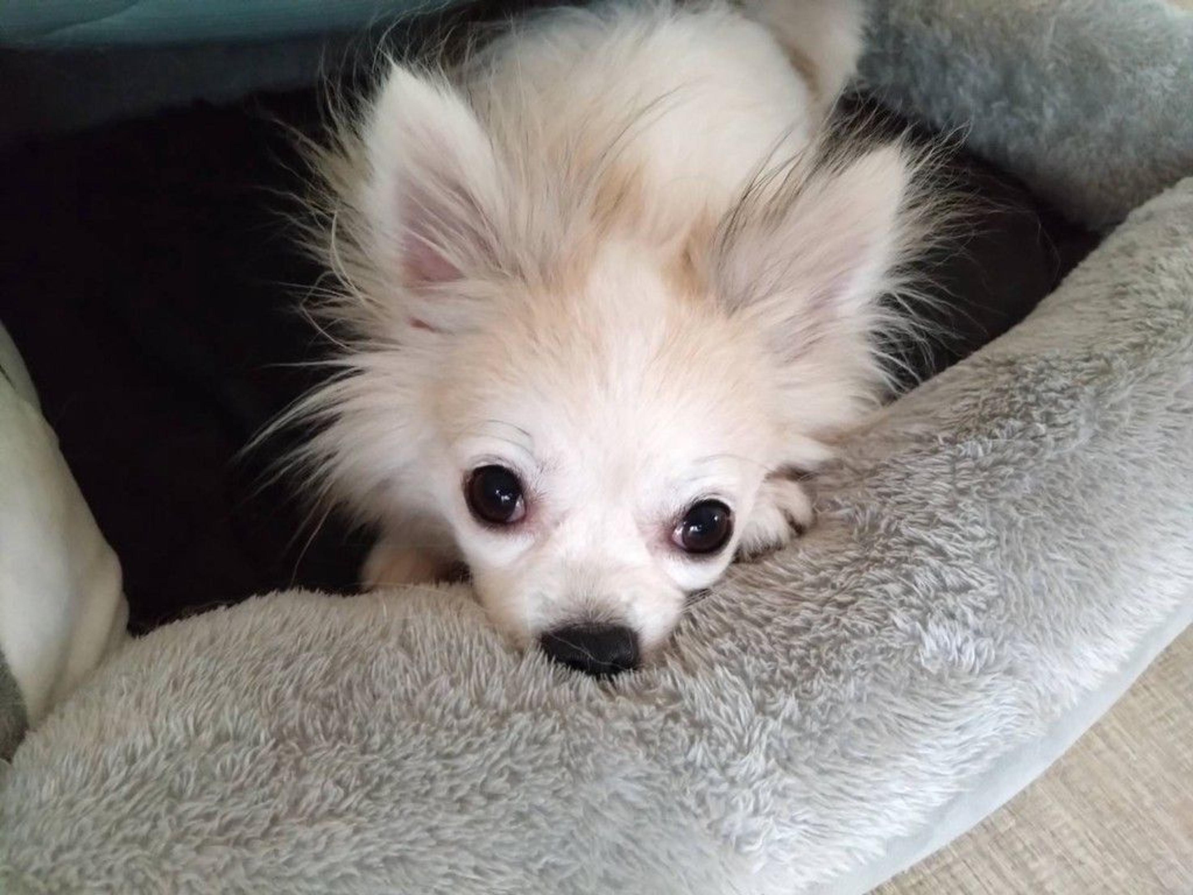 pet-image-3
