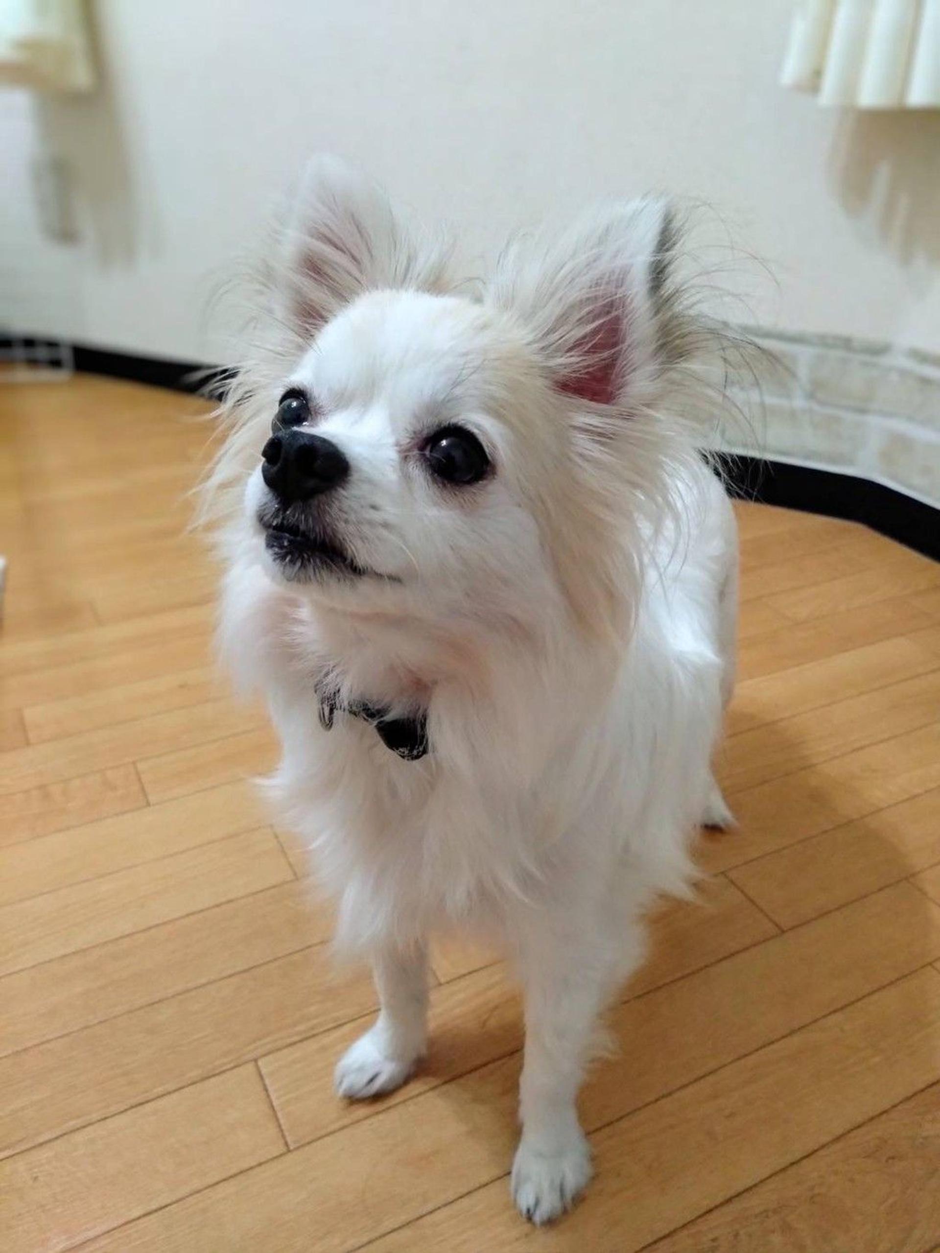 pet-image-4
