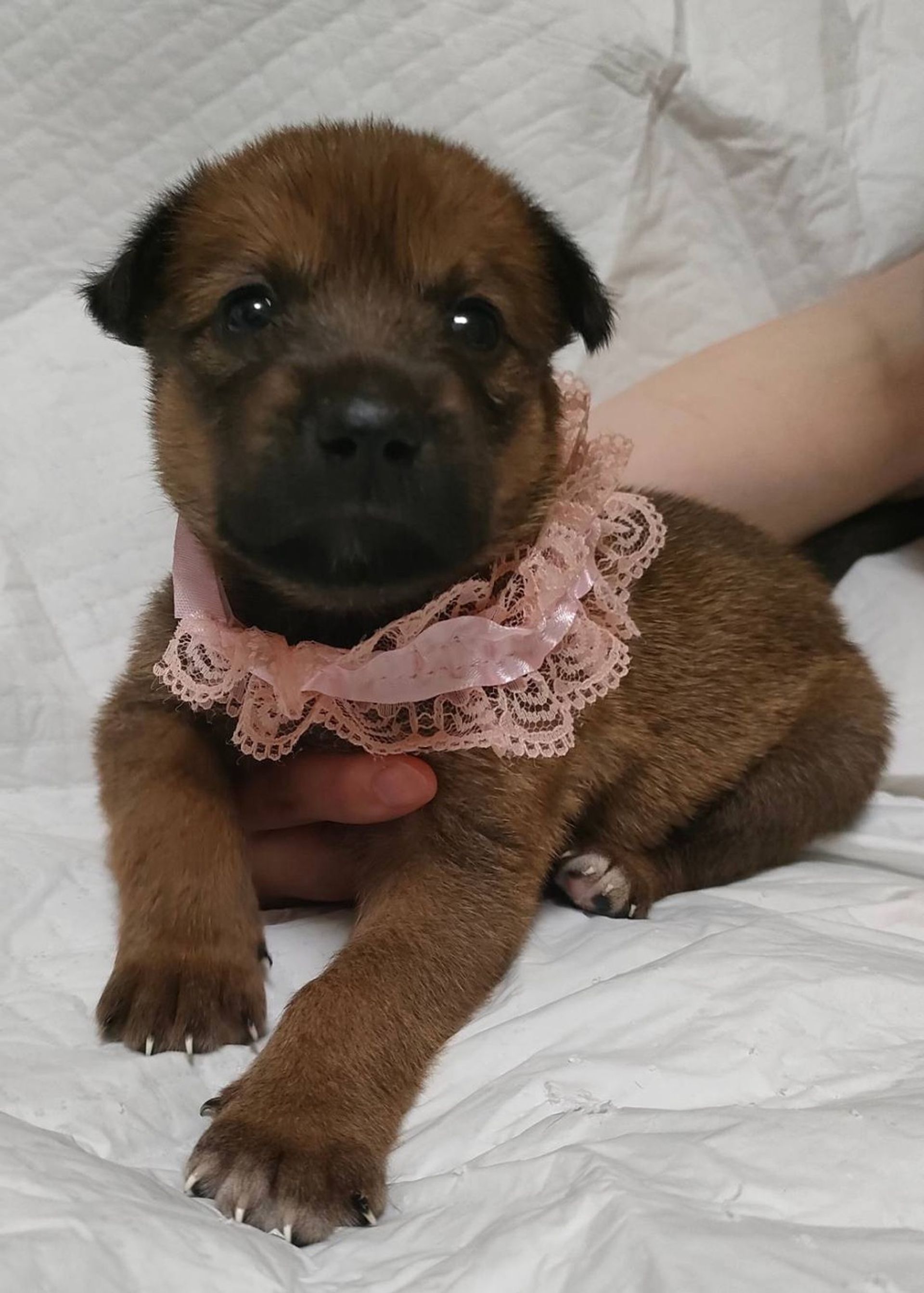雑種（ミックス犬）・メスの里親募集の写真