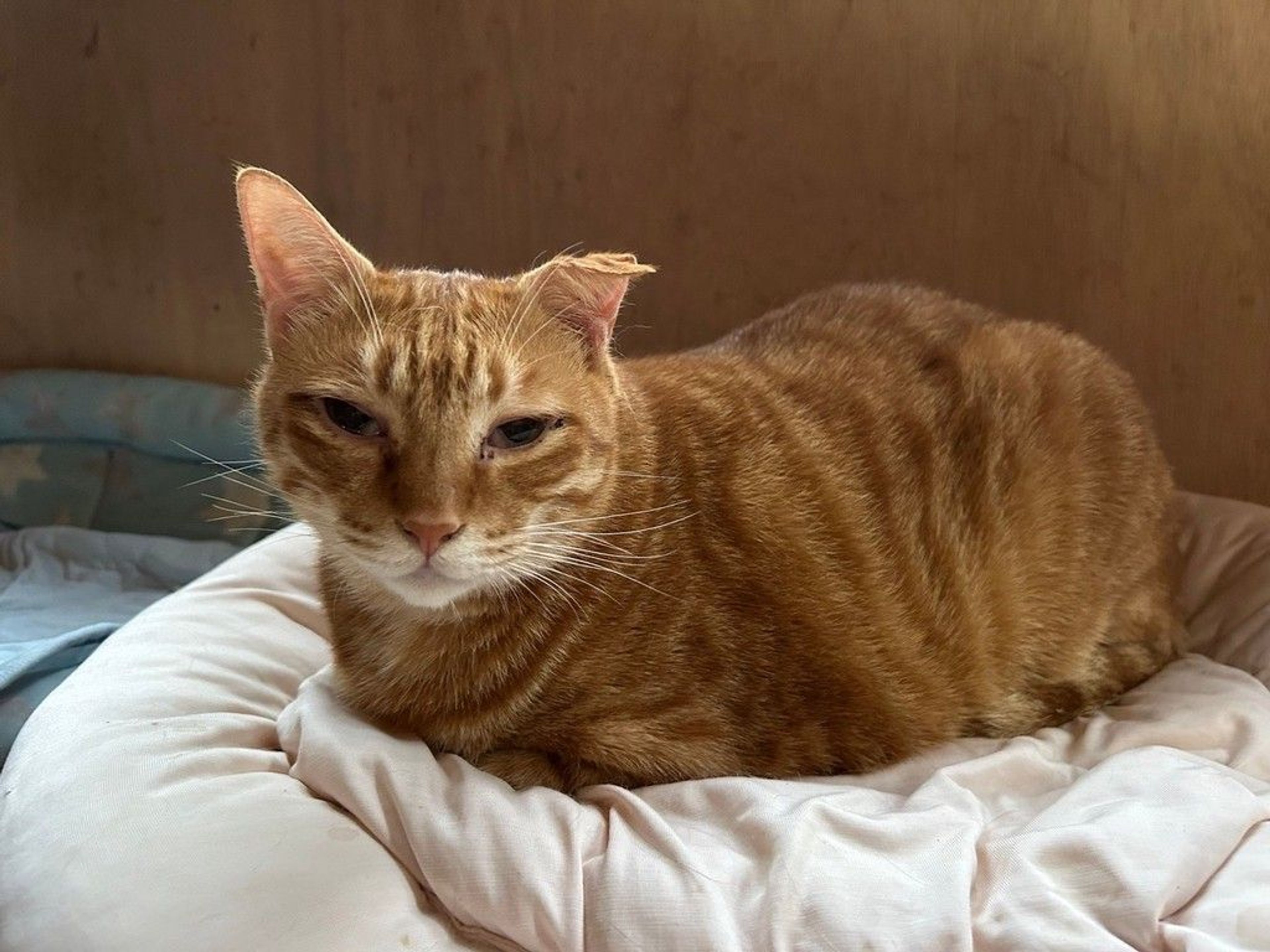 雑種（ミックス猫）・オスの里親募集の写真