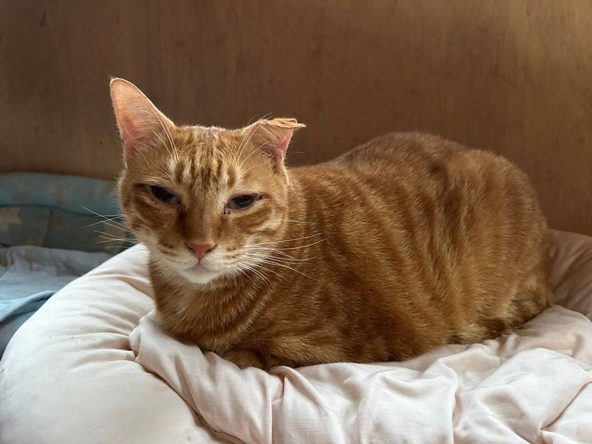 雑種（ミックス猫）・オスの里親募集の写真