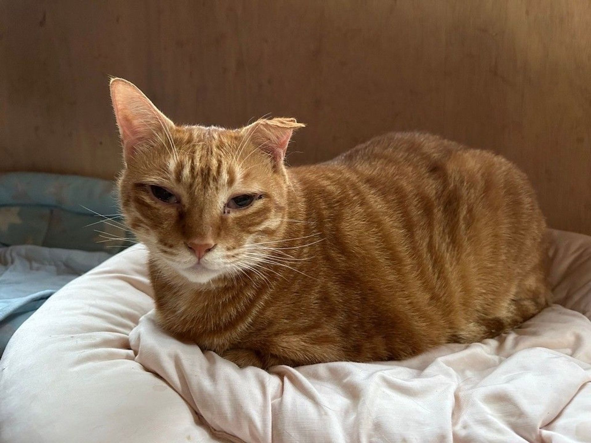 雑種（ミックス猫）・オスの里親募集の写真