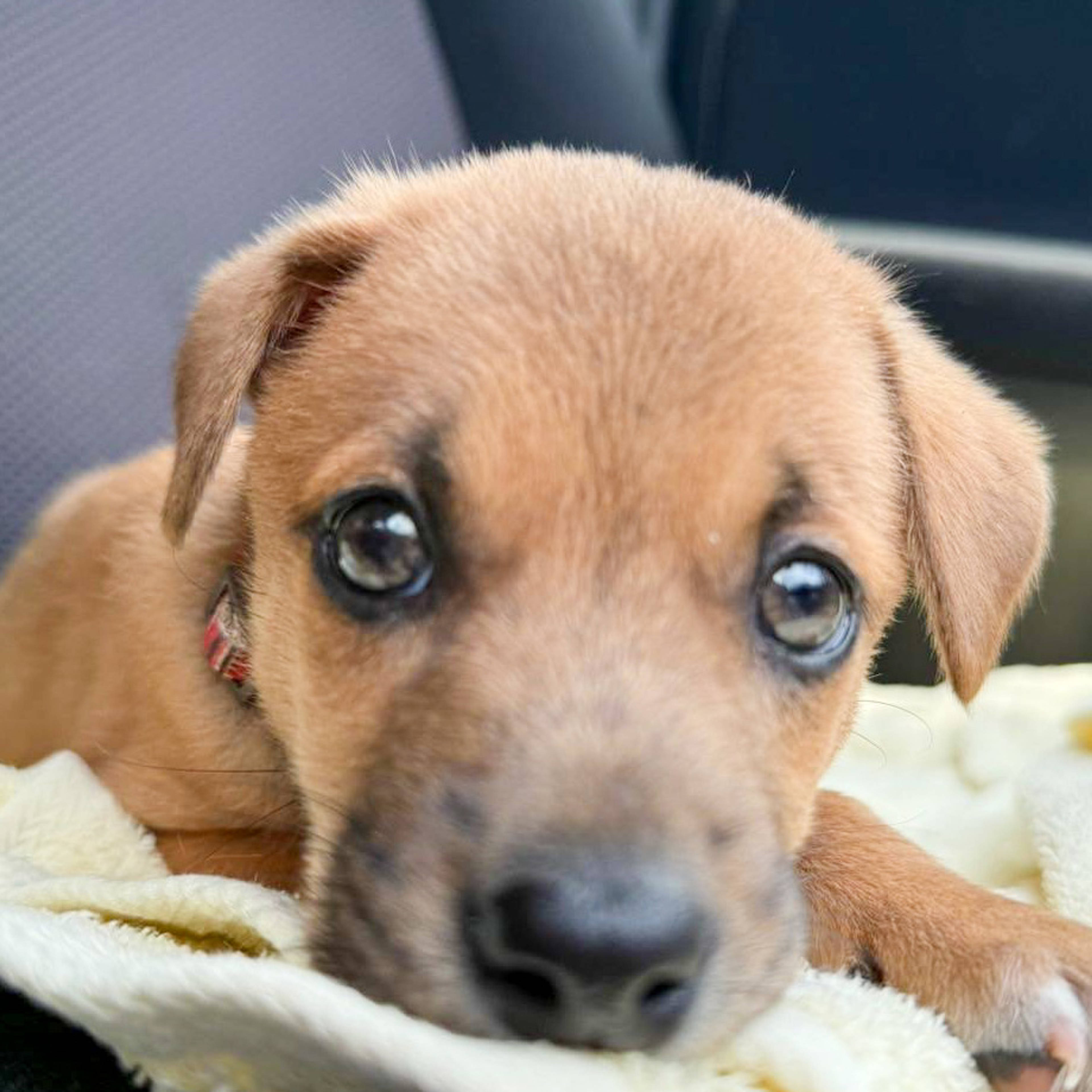 雑種（ミックス犬）・メスの里親募集の写真