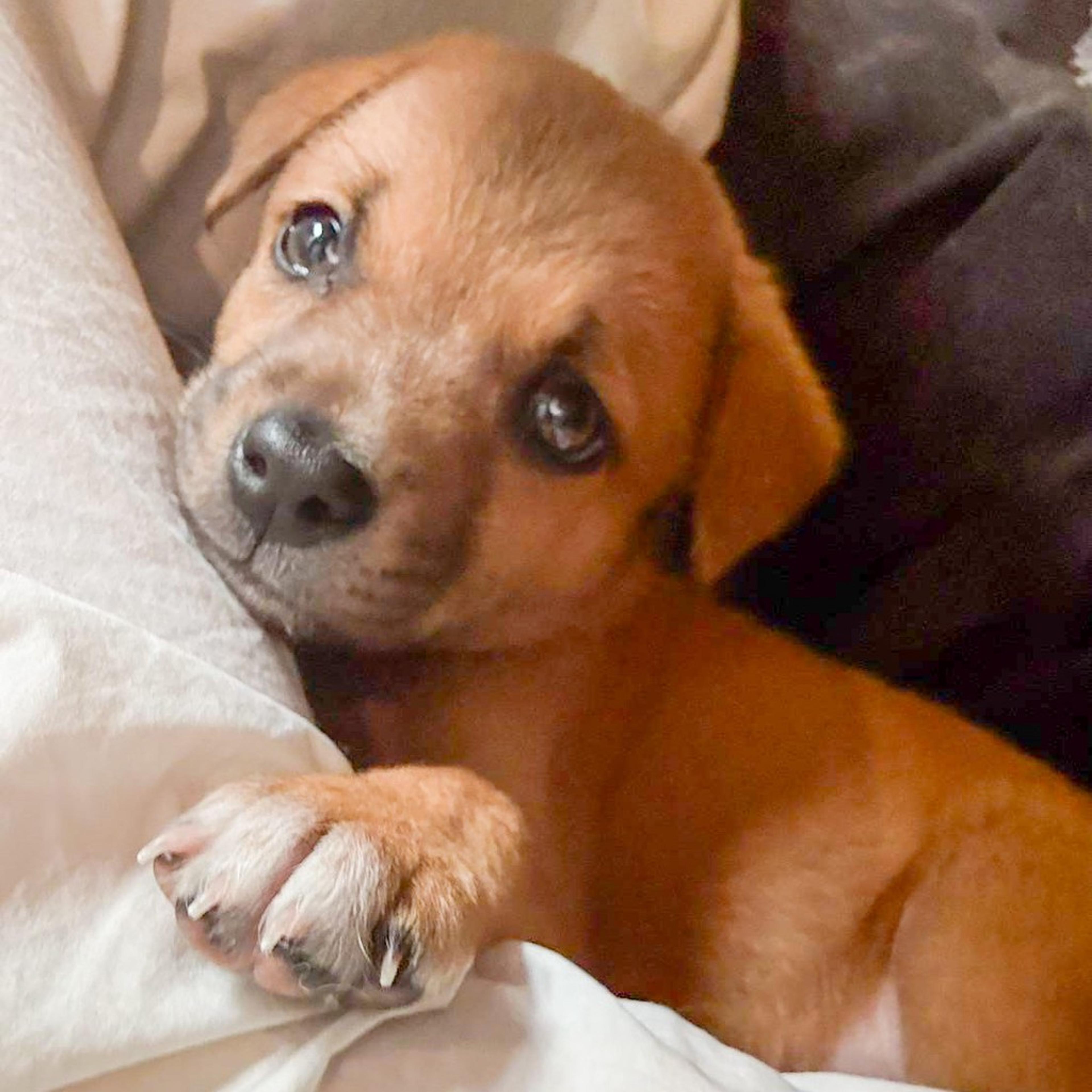 pet-image-5
