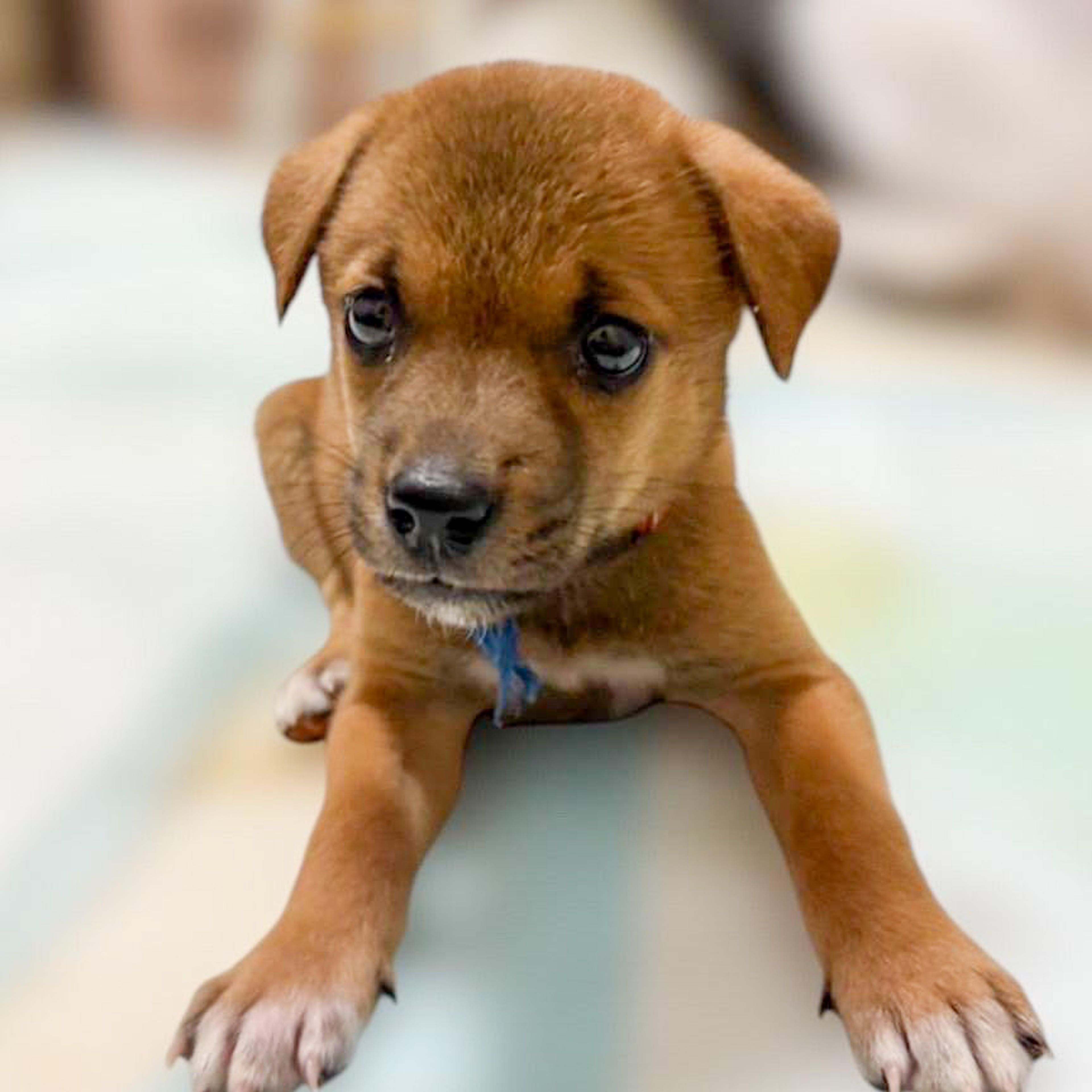 pet-image-4