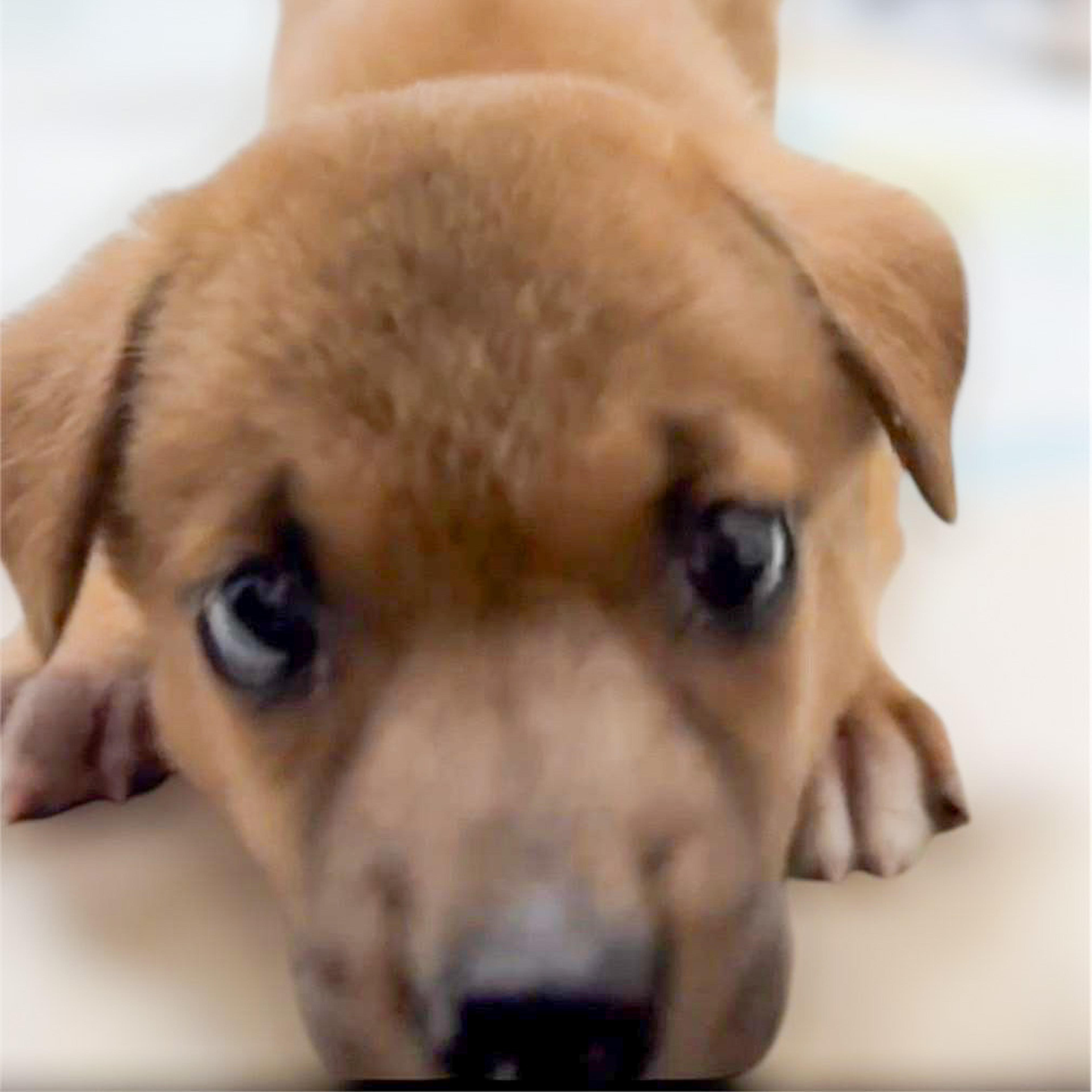 pet-image-9