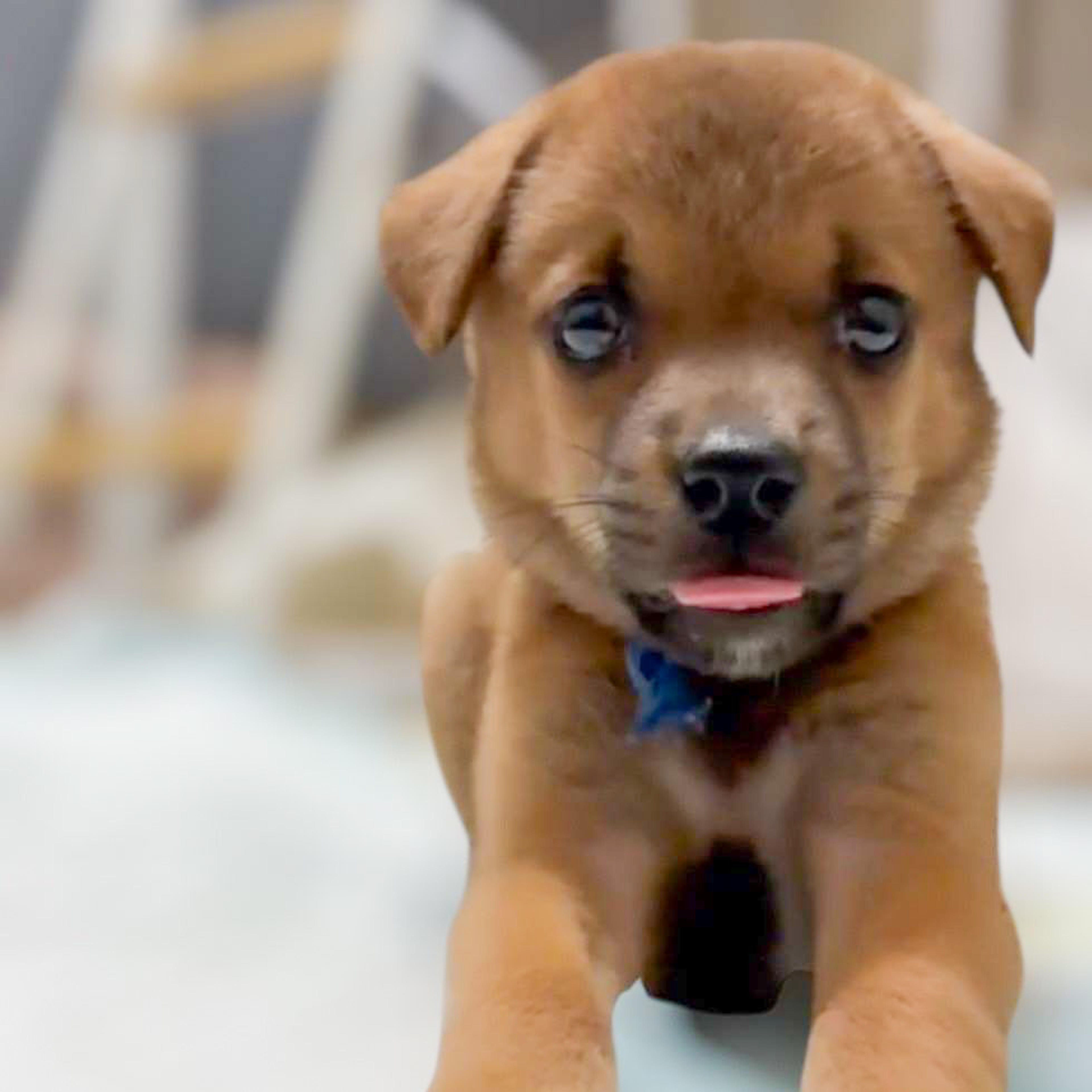 pet-image-8