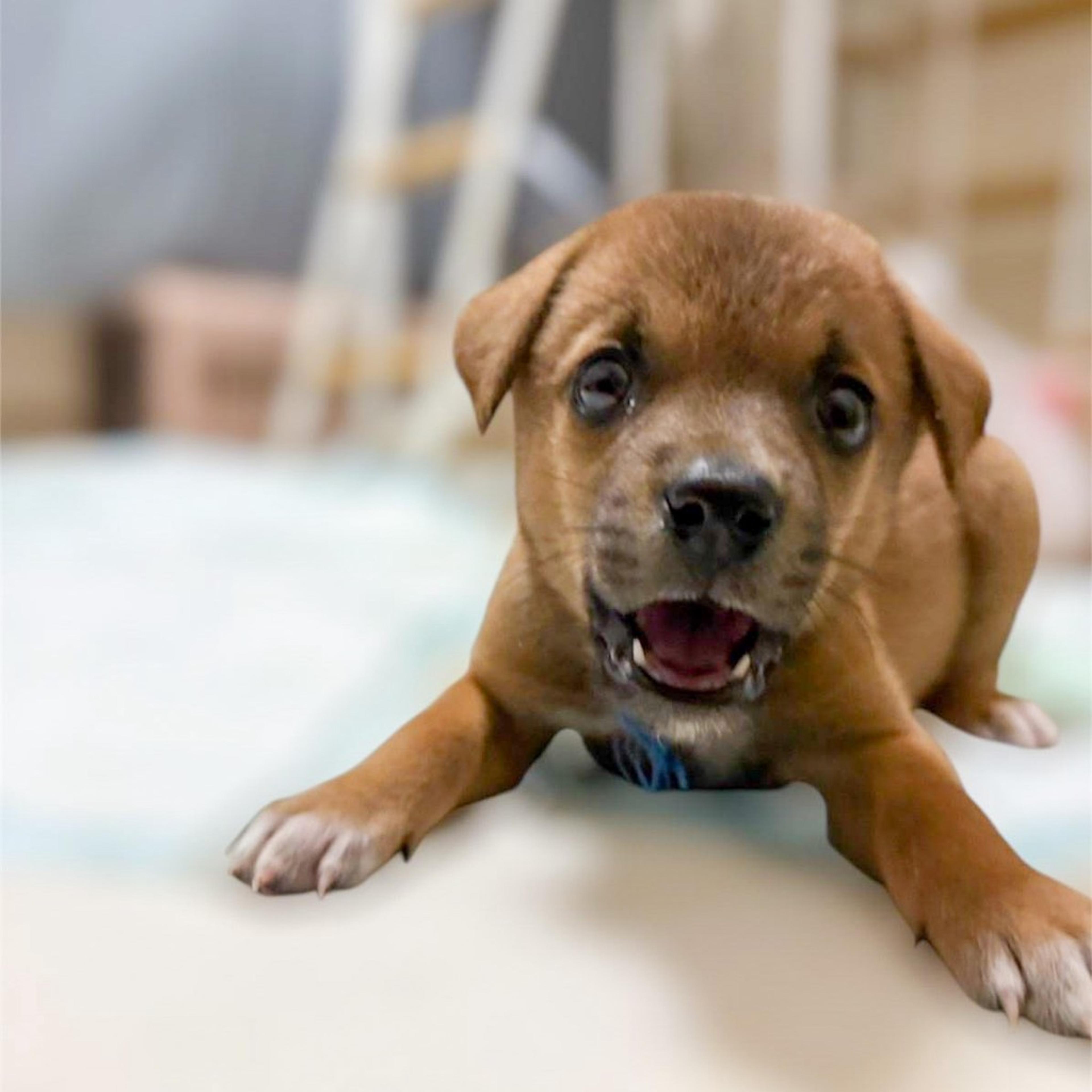 pet-image-6