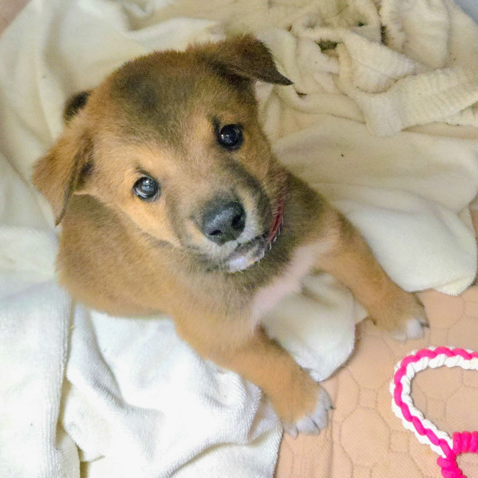 雑種（ミックス犬）・オスの里親募集の写真