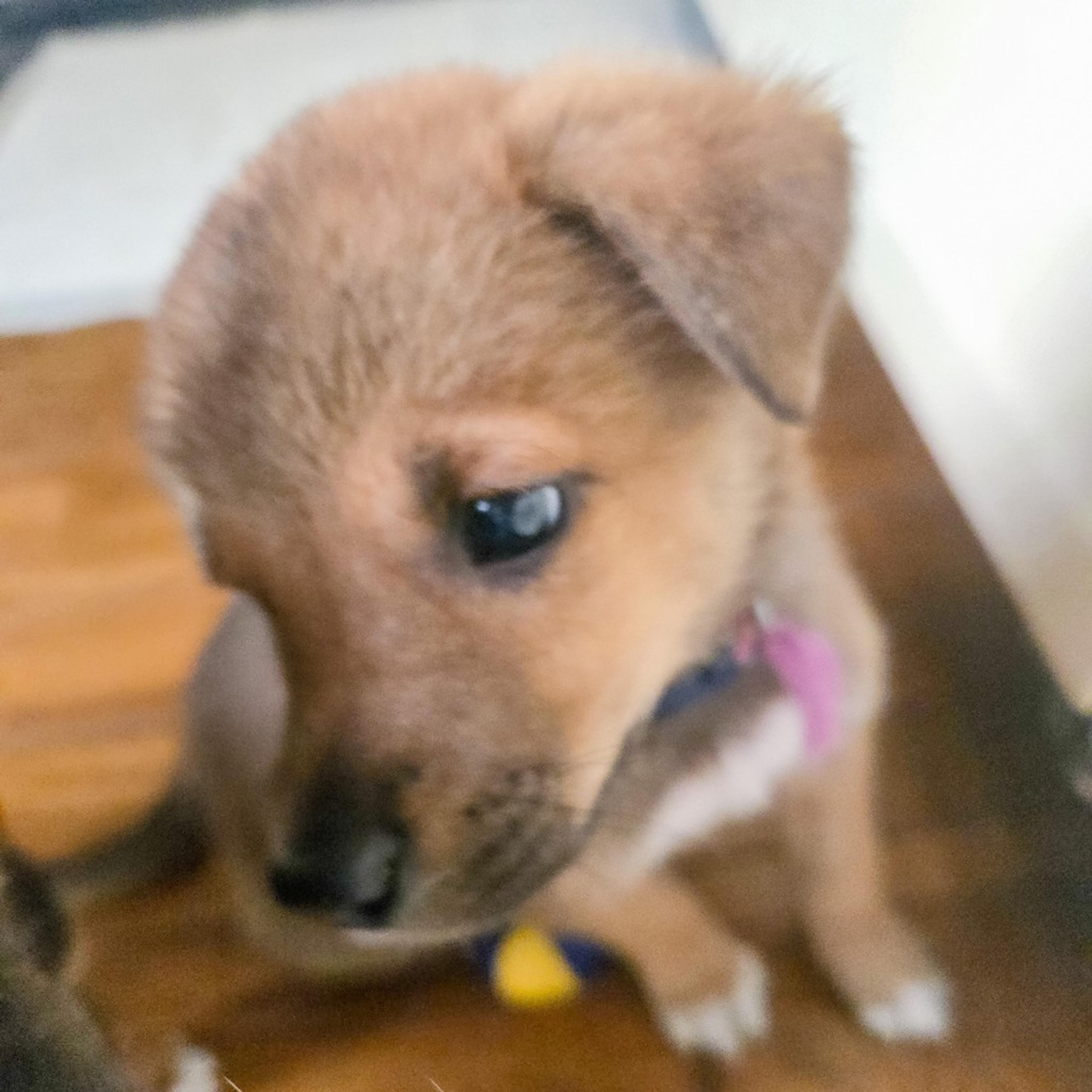 pet-image-2