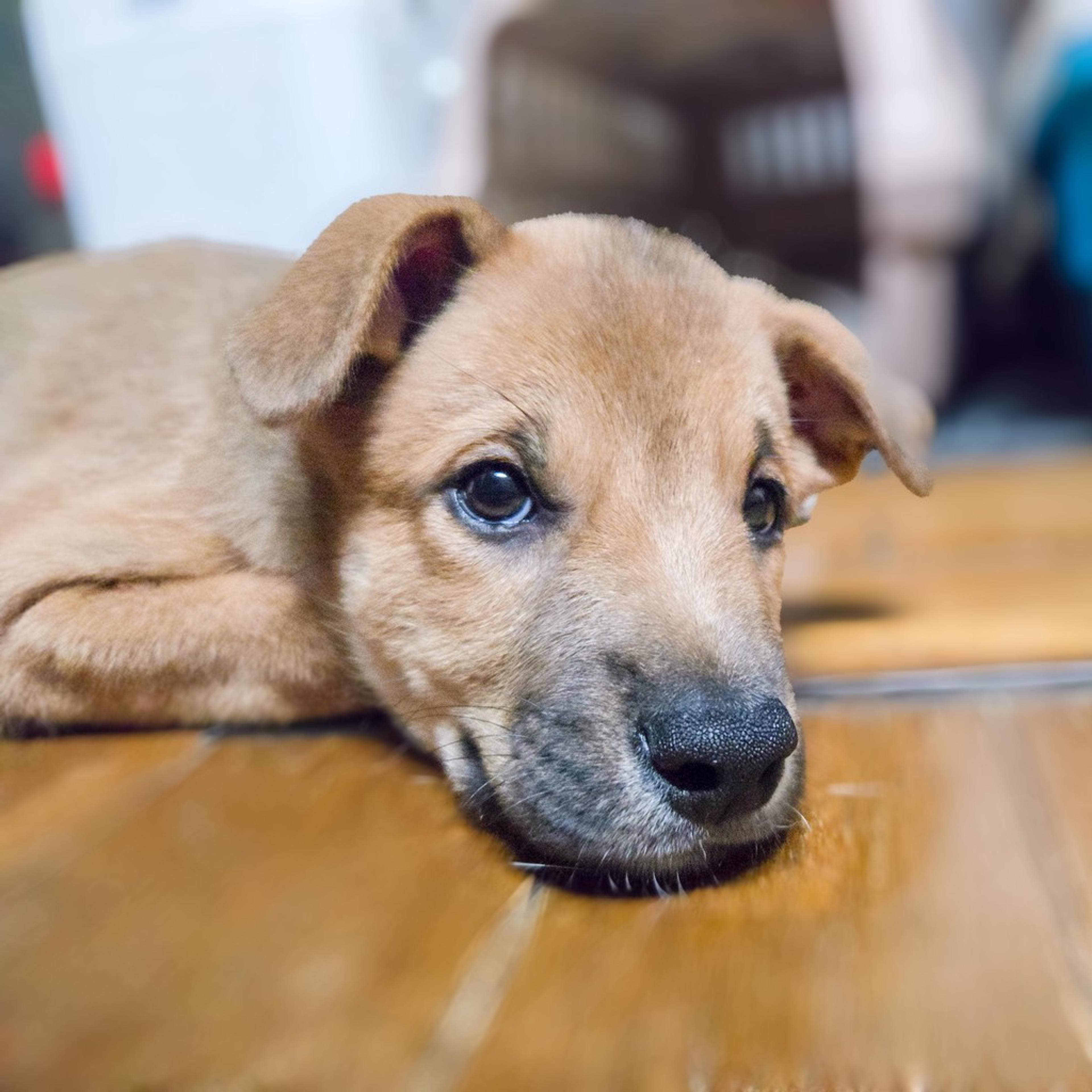 pet-image-4