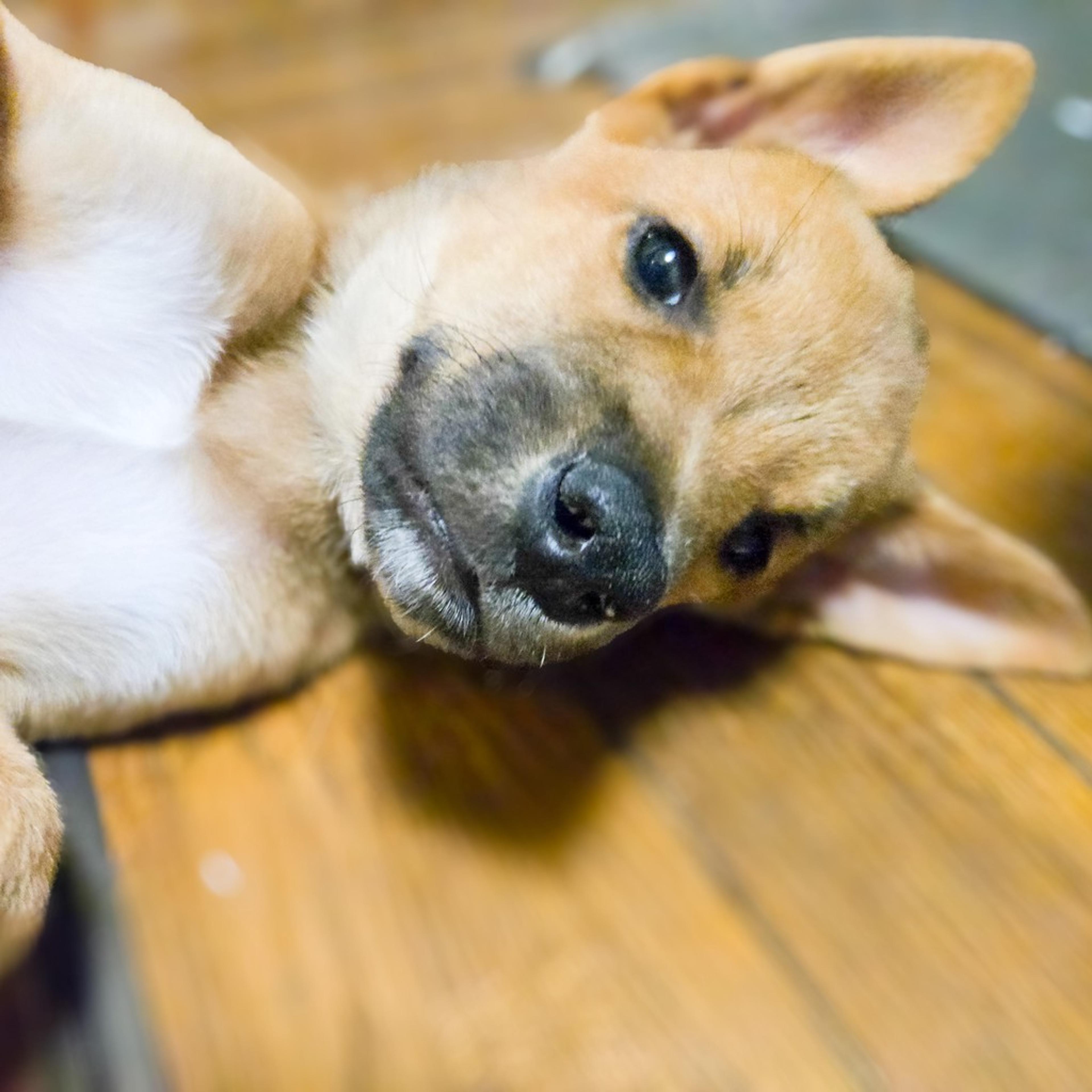 pet-image-5