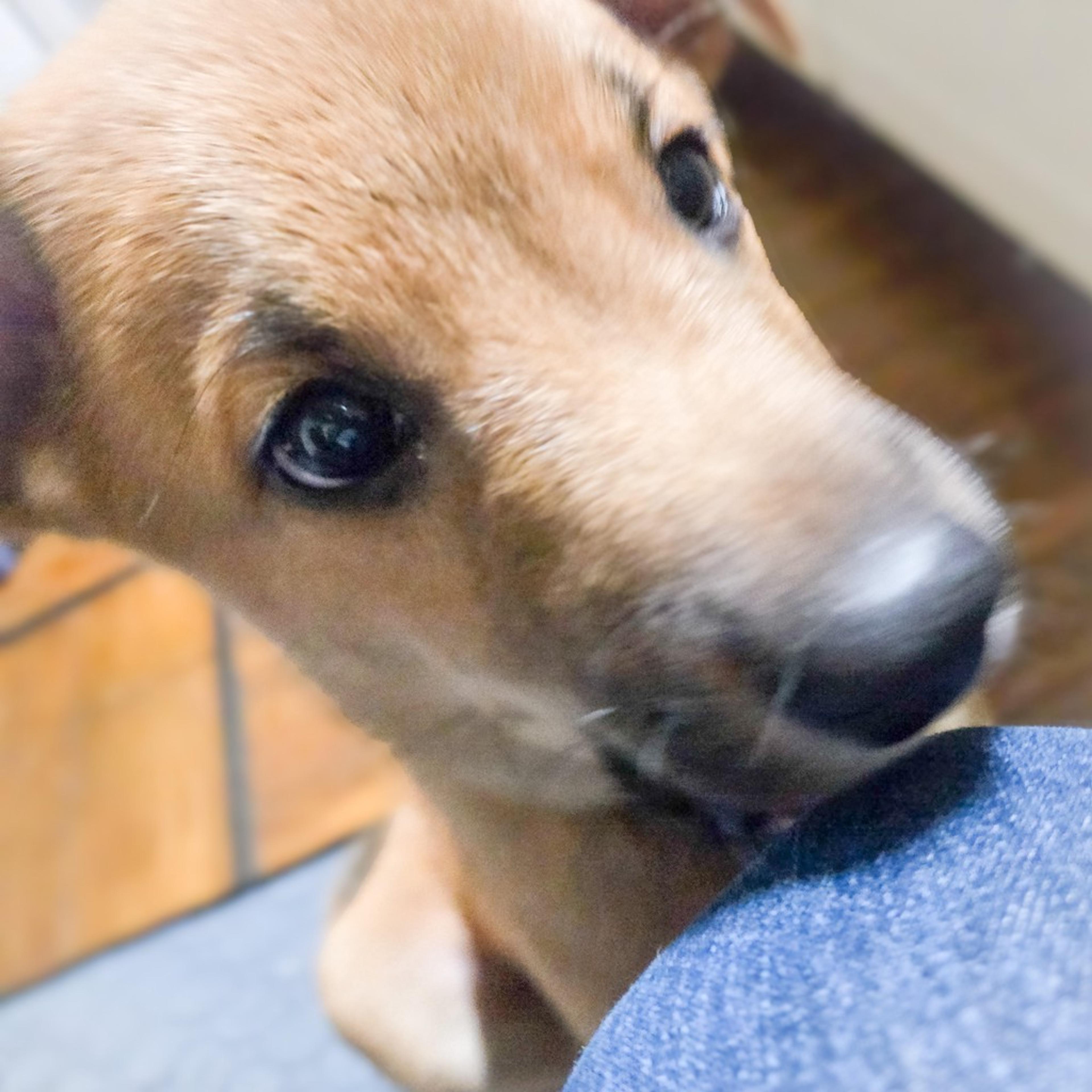 pet-image-6