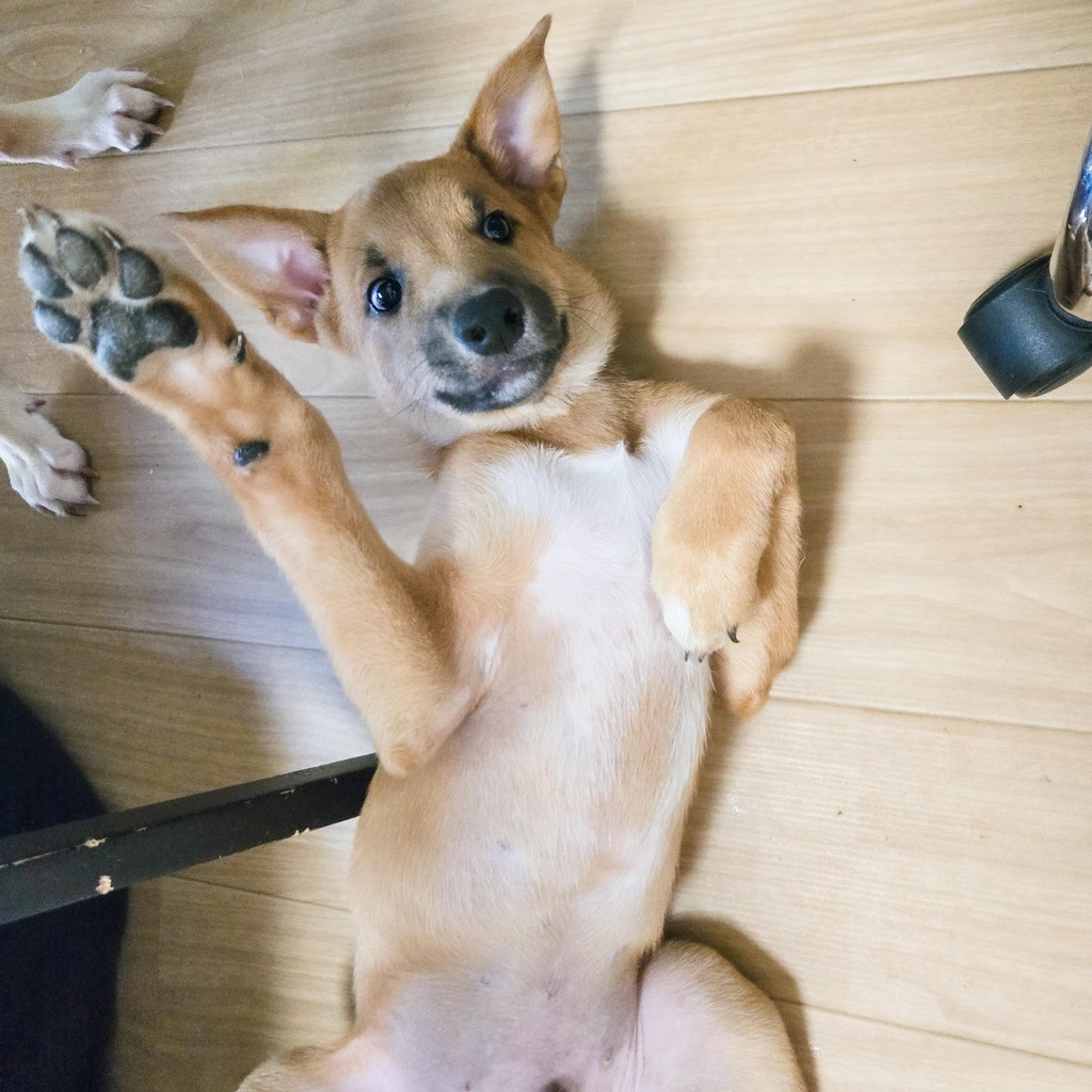 pet-image-7
