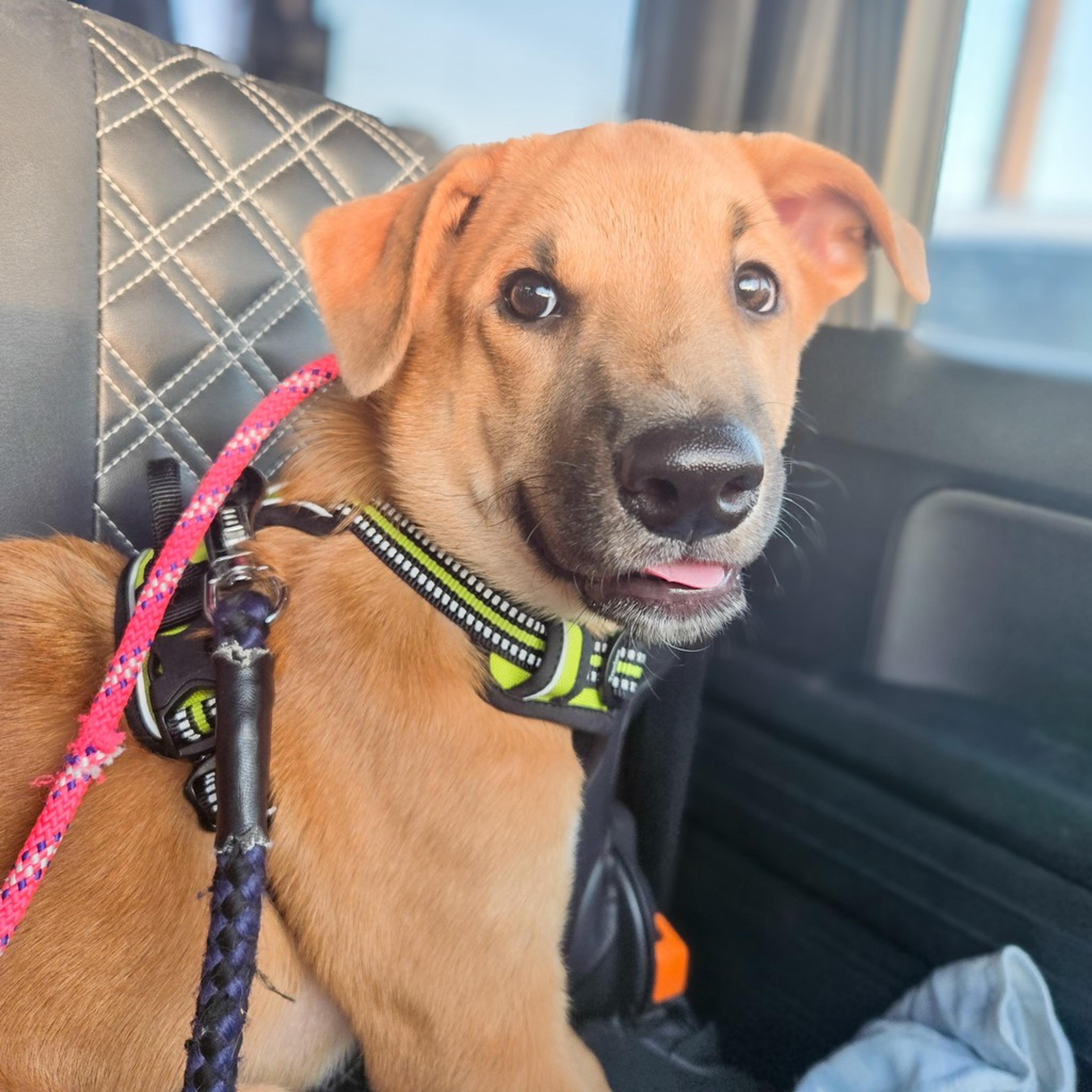 pet-image-8