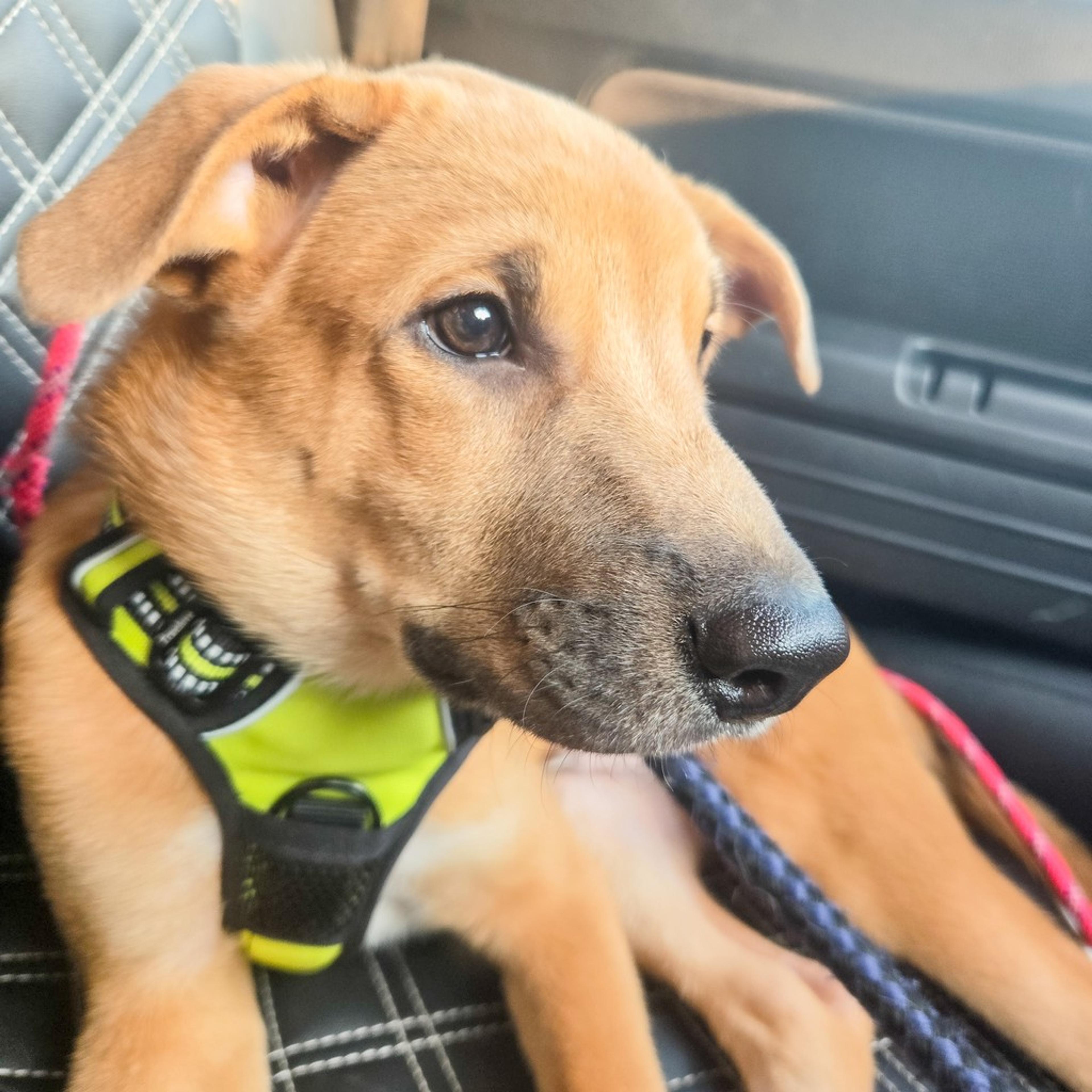 pet-image-9