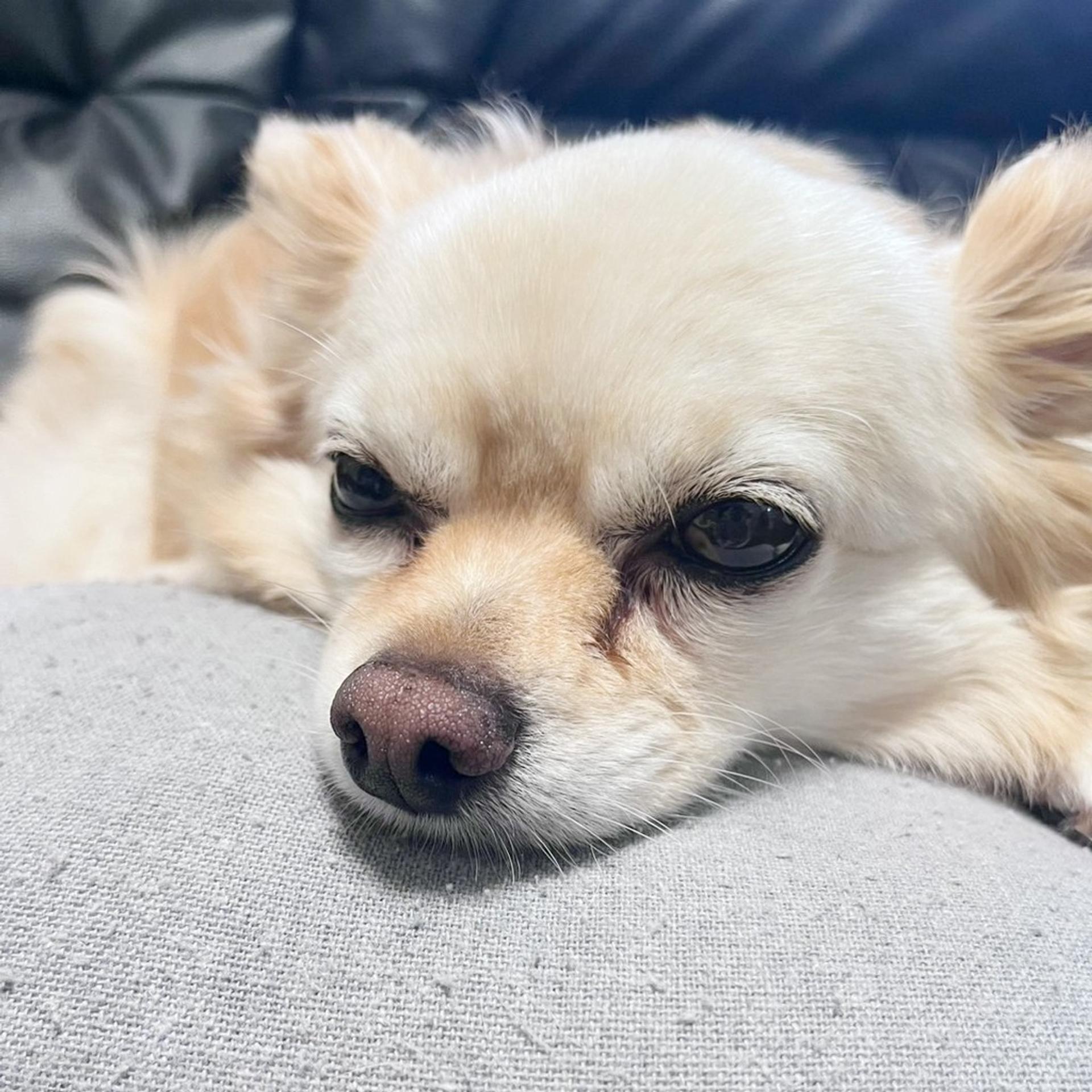 pet-image-2