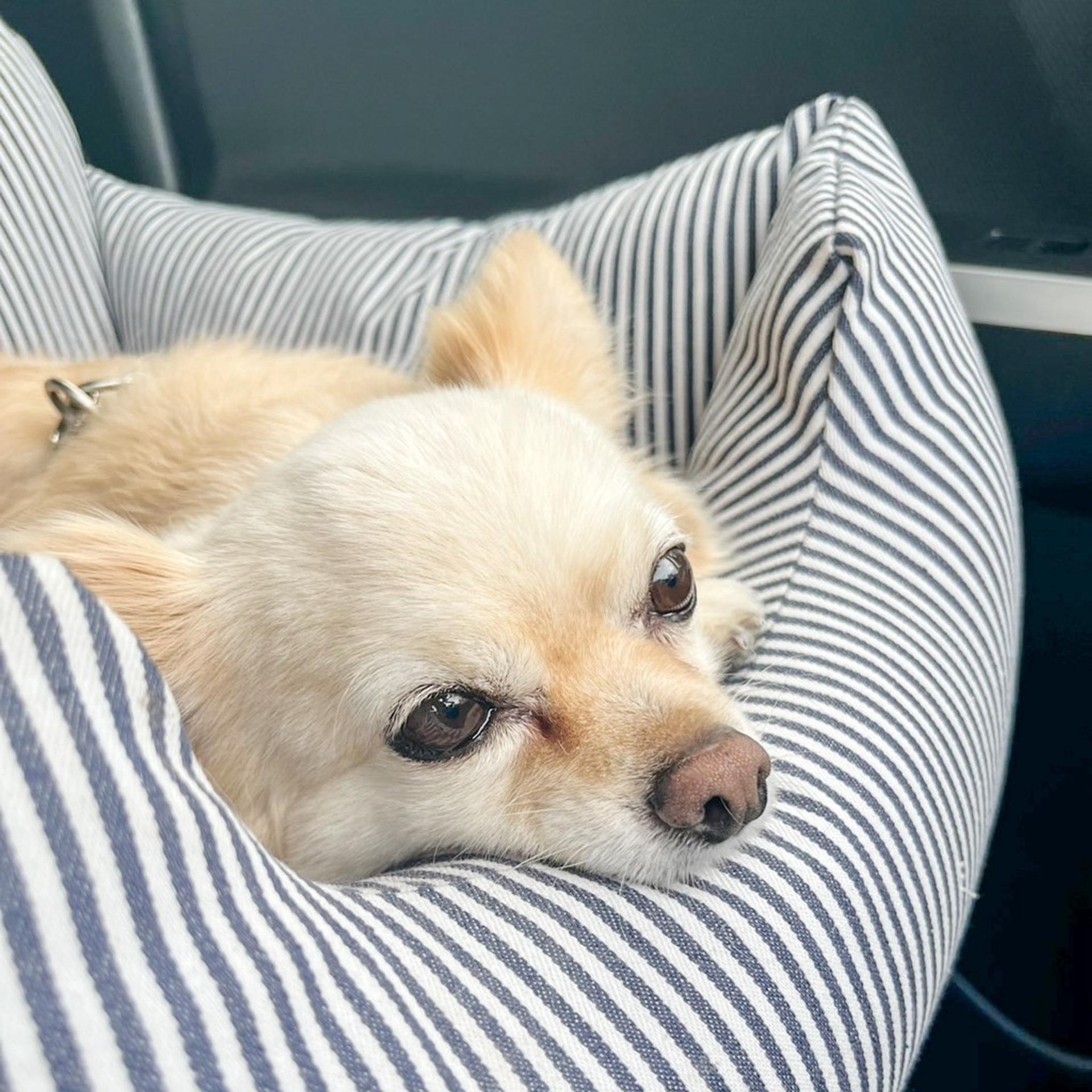 pet-image-4