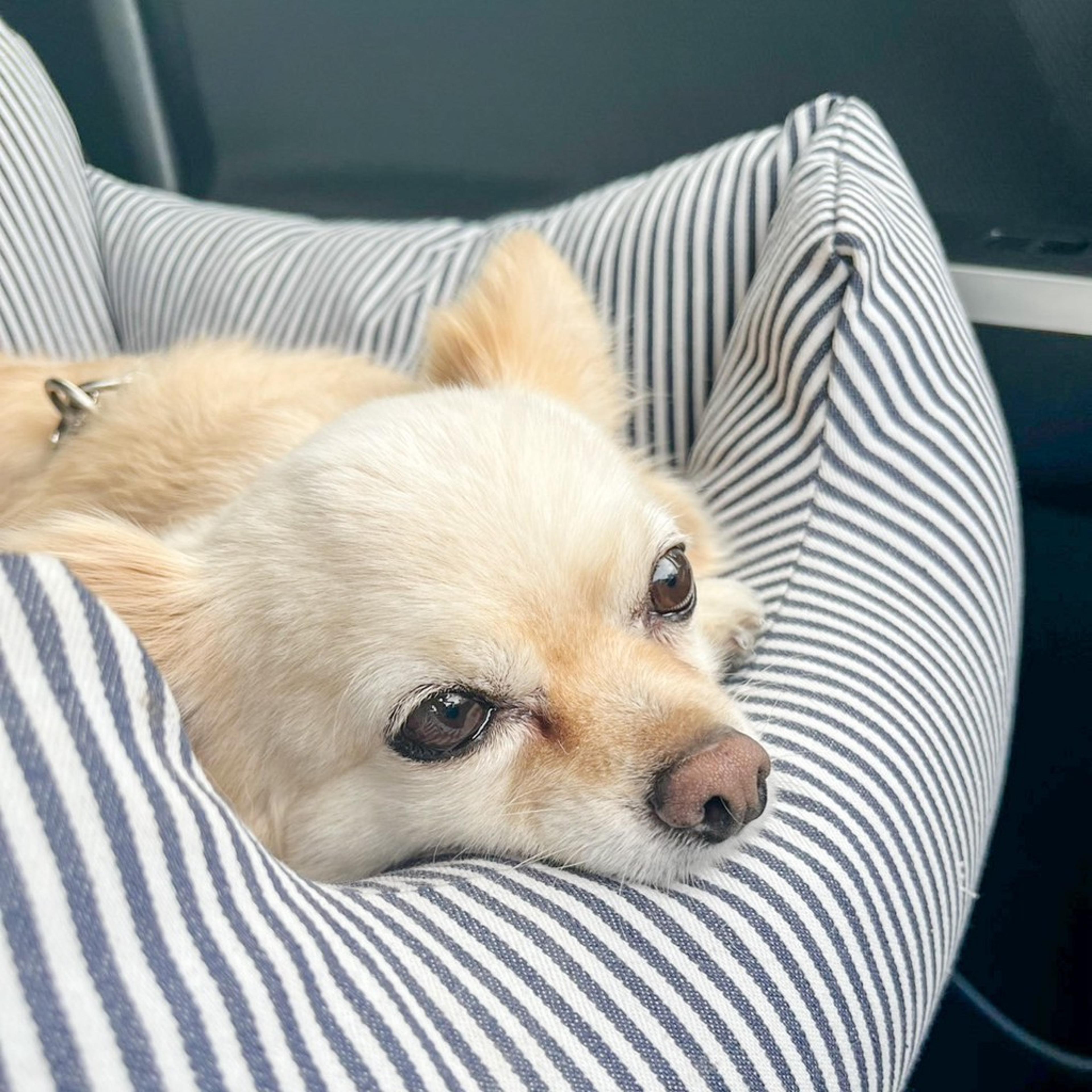 pet-image-4