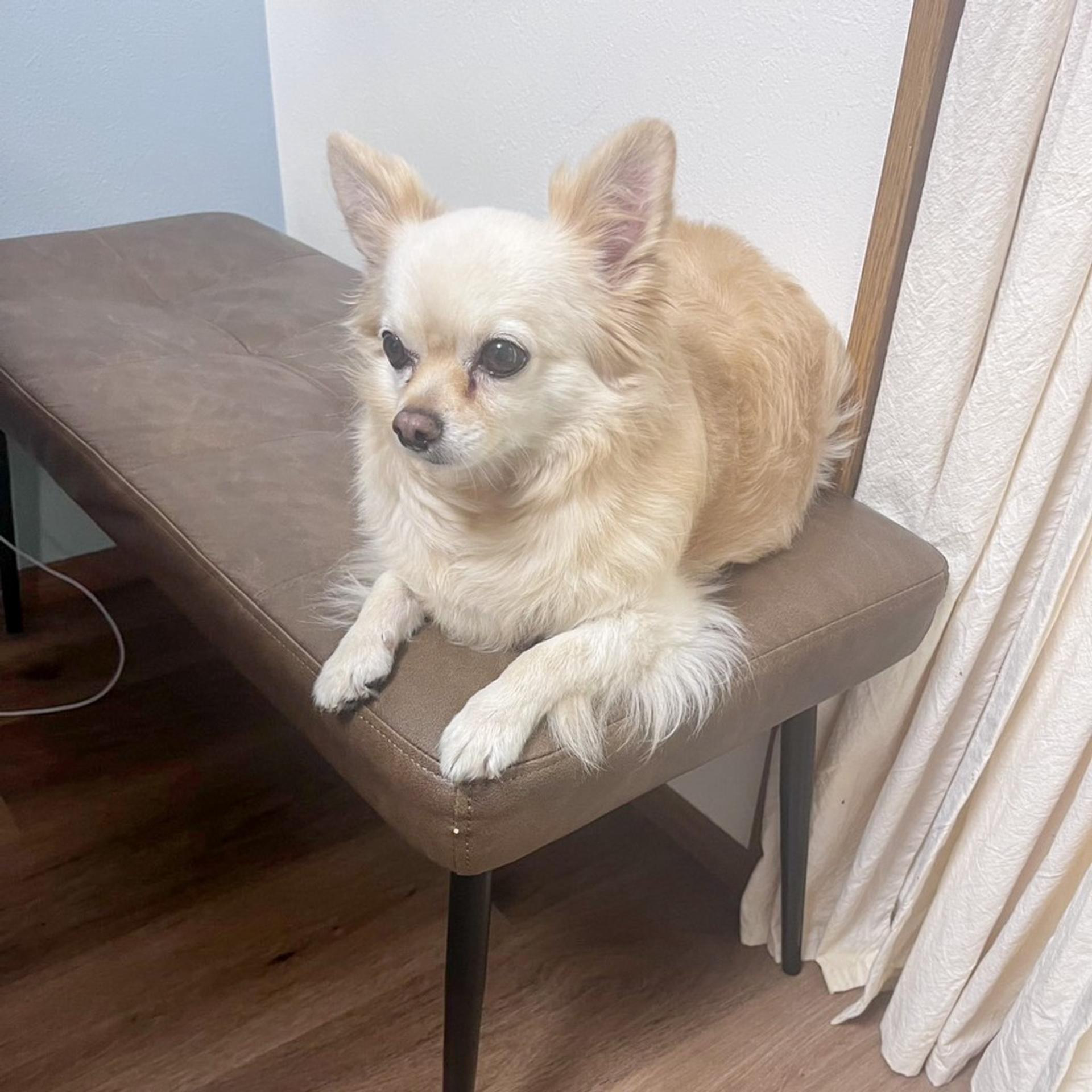pet-image-6