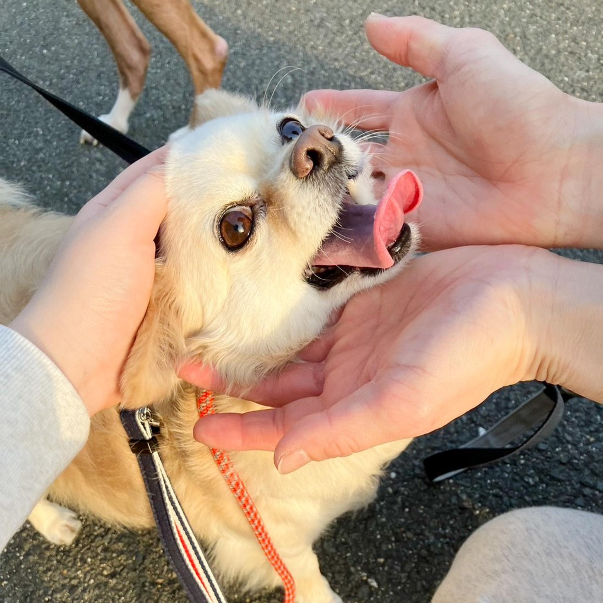 pet-image-8