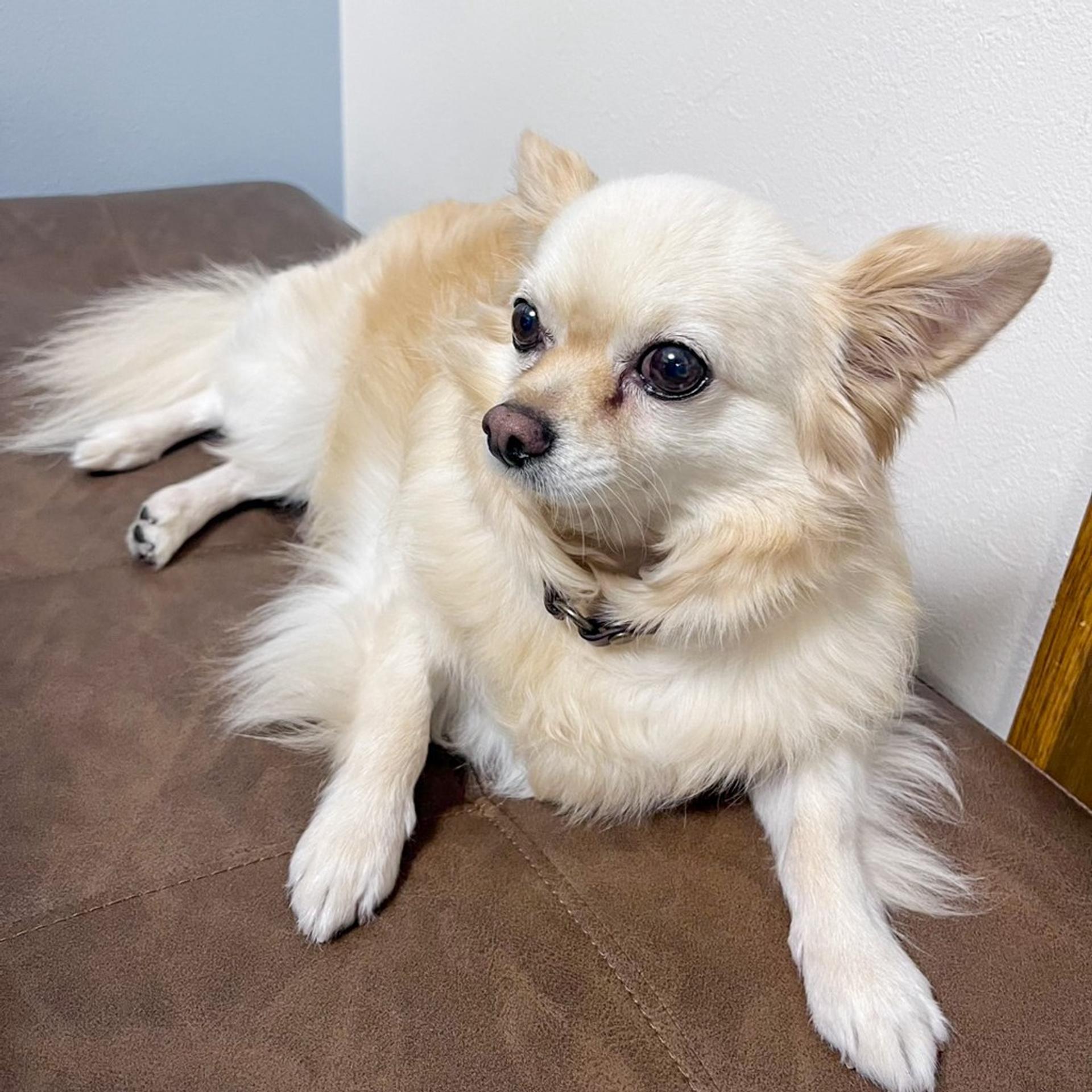 pet-image-7