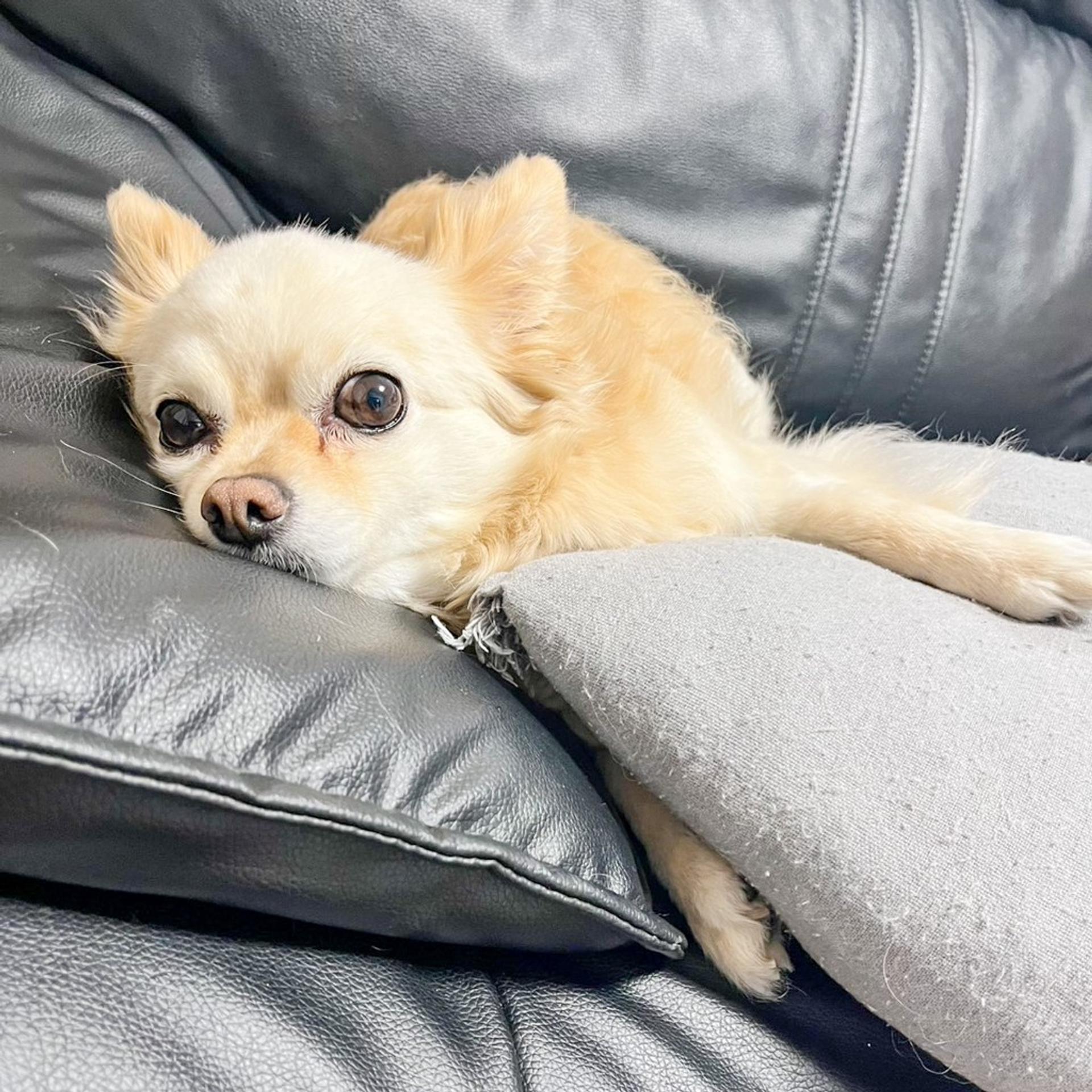 pet-image-9