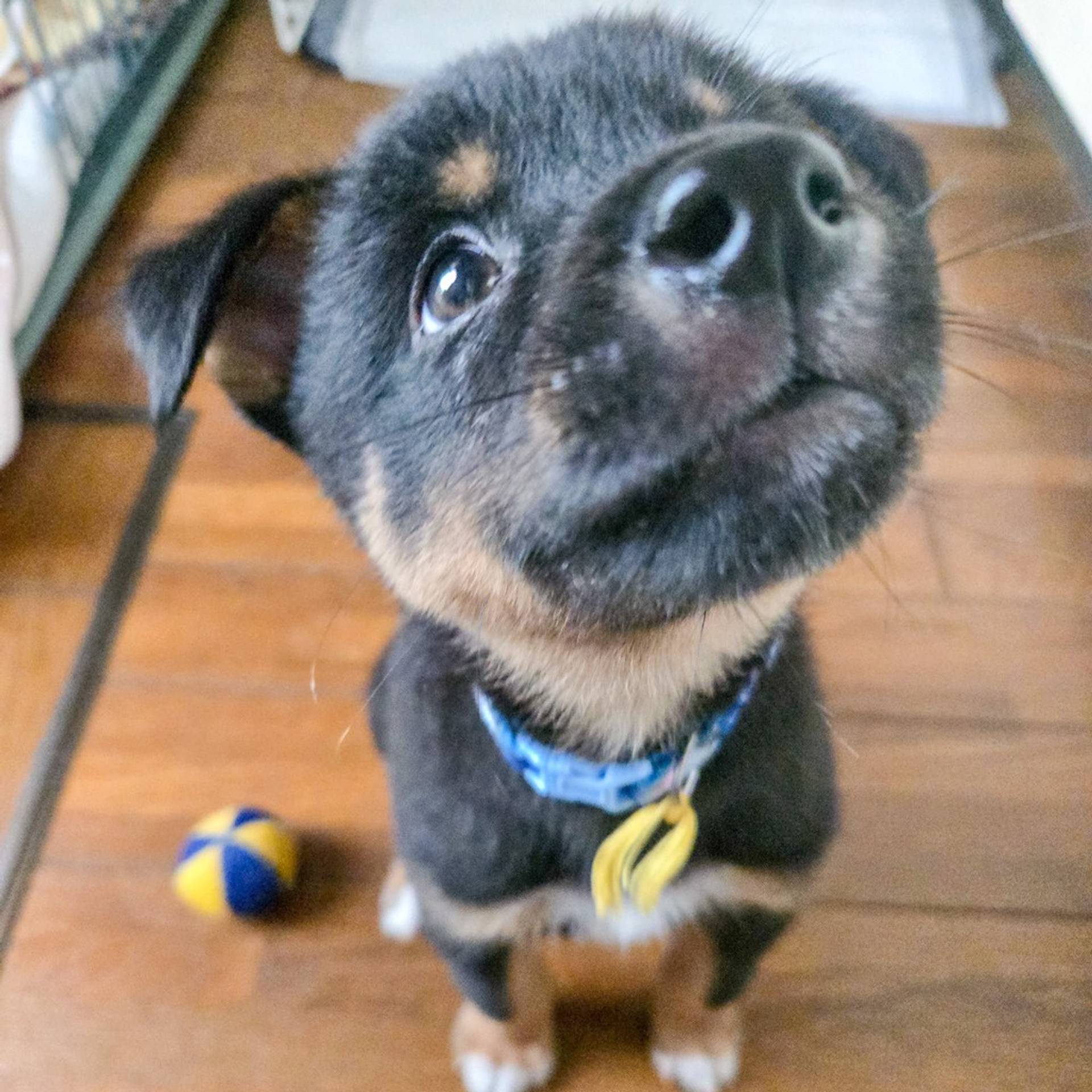 雑種（ミックス犬）・オスの里親募集の写真
