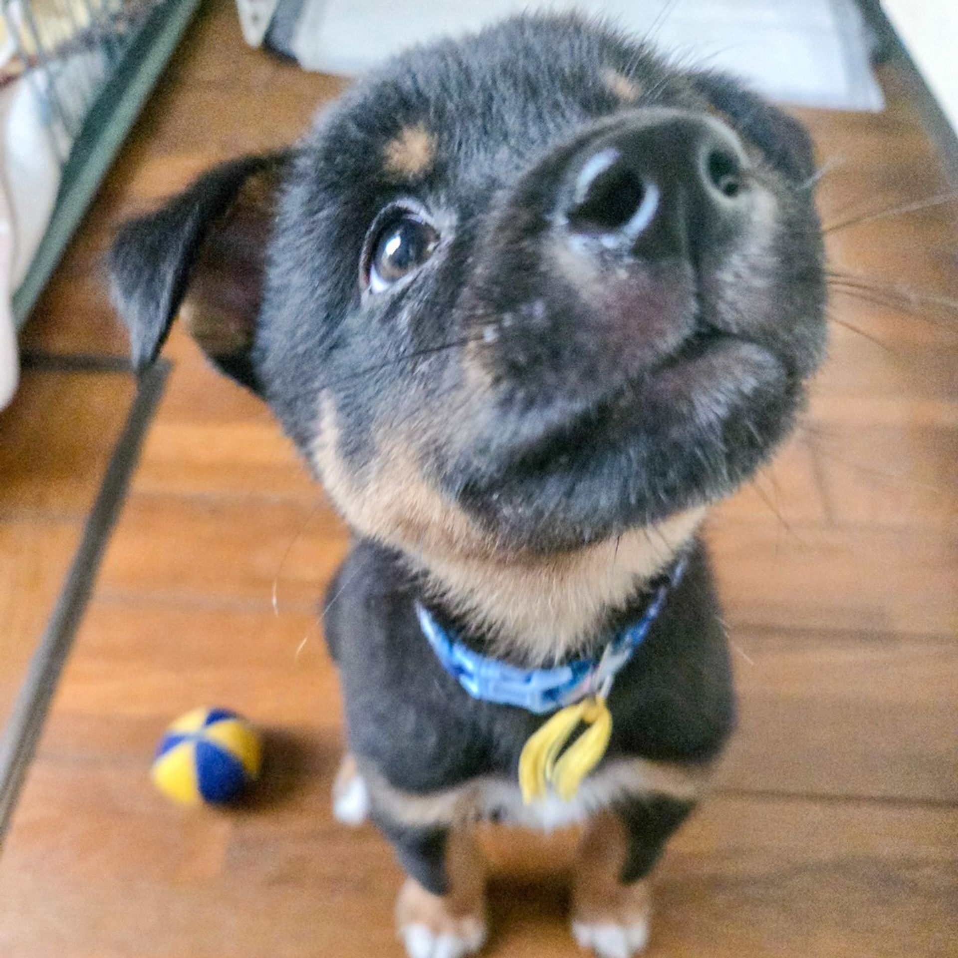 雑種（ミックス犬）・オスの里親募集の写真