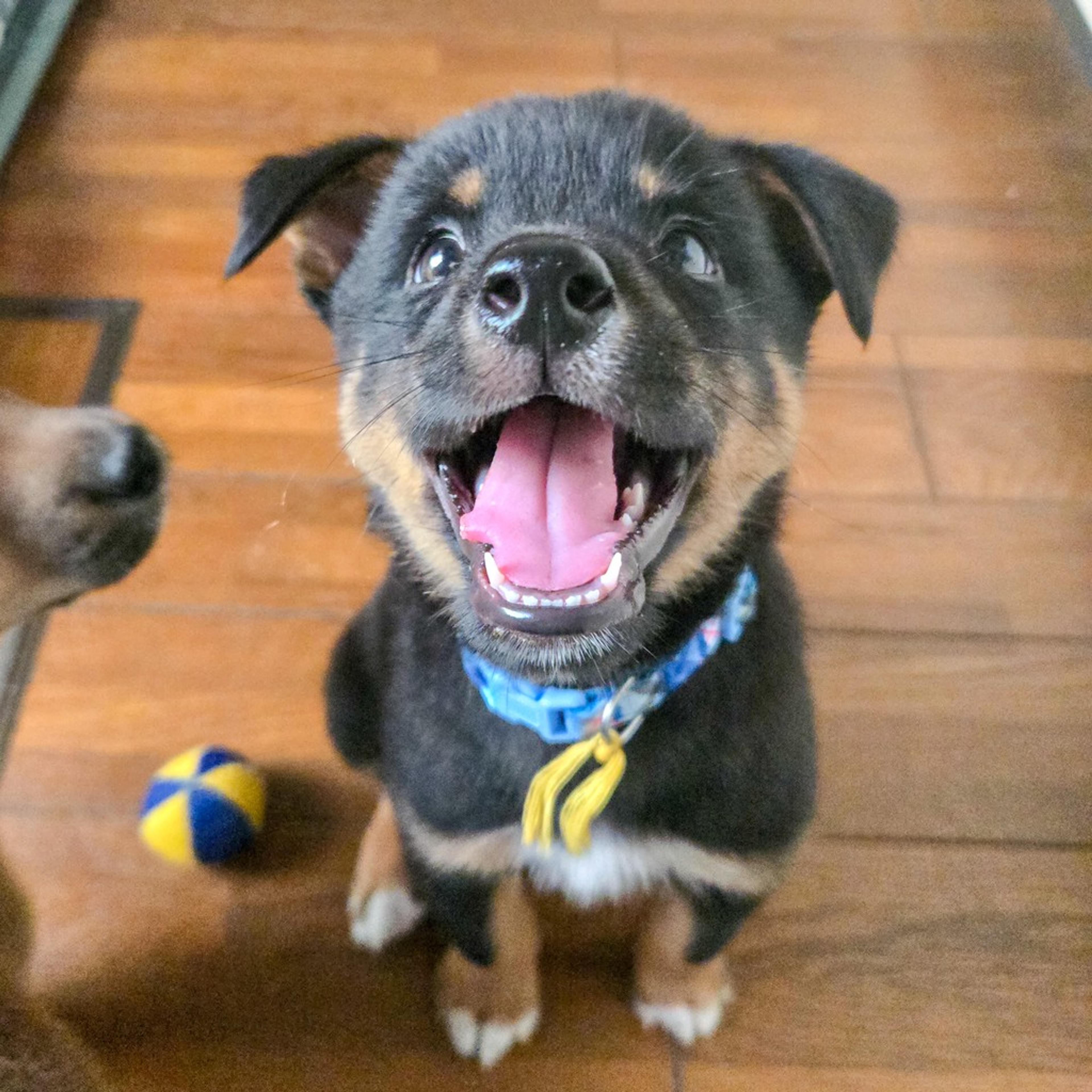 pet-image-2