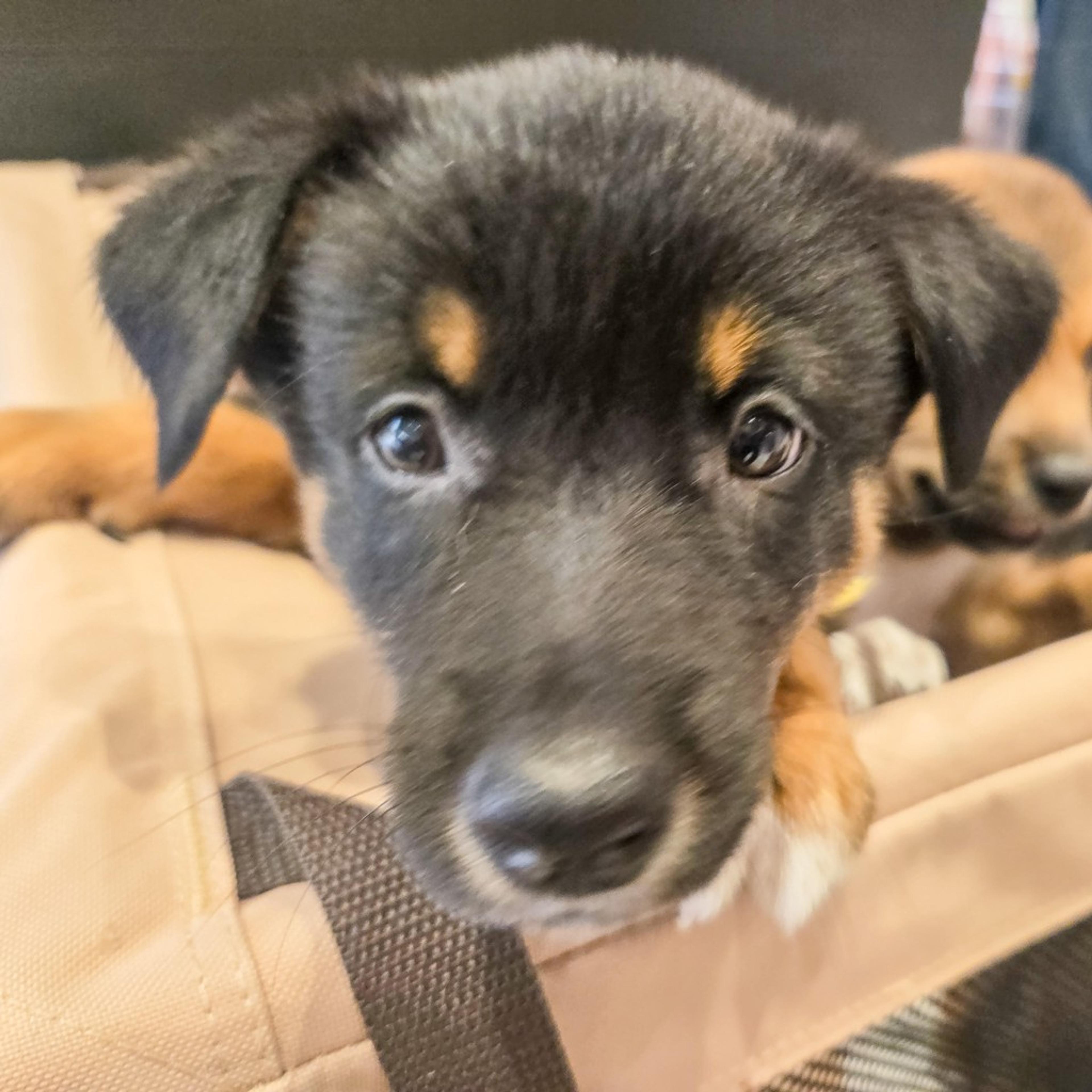 pet-image-5