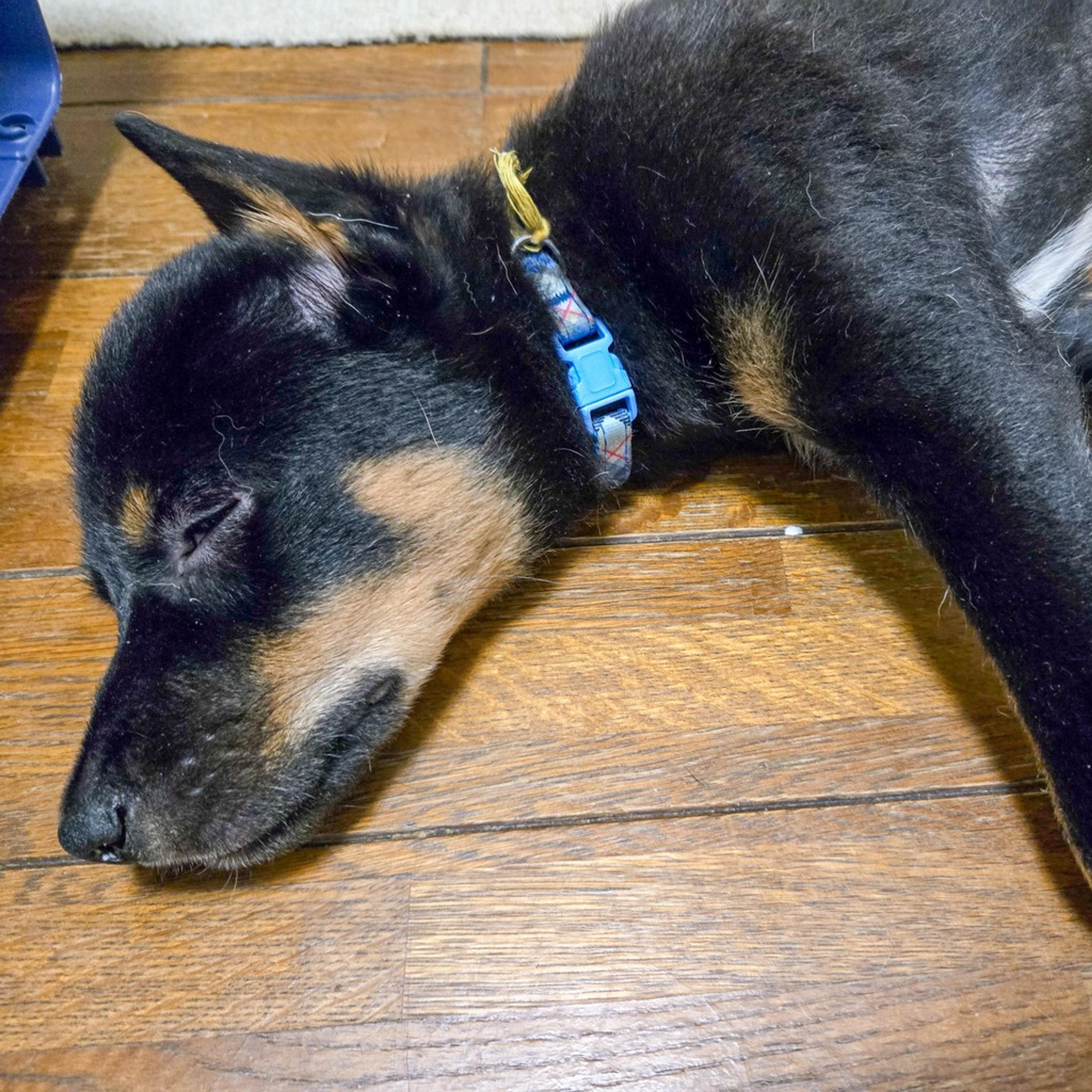 pet-image-8