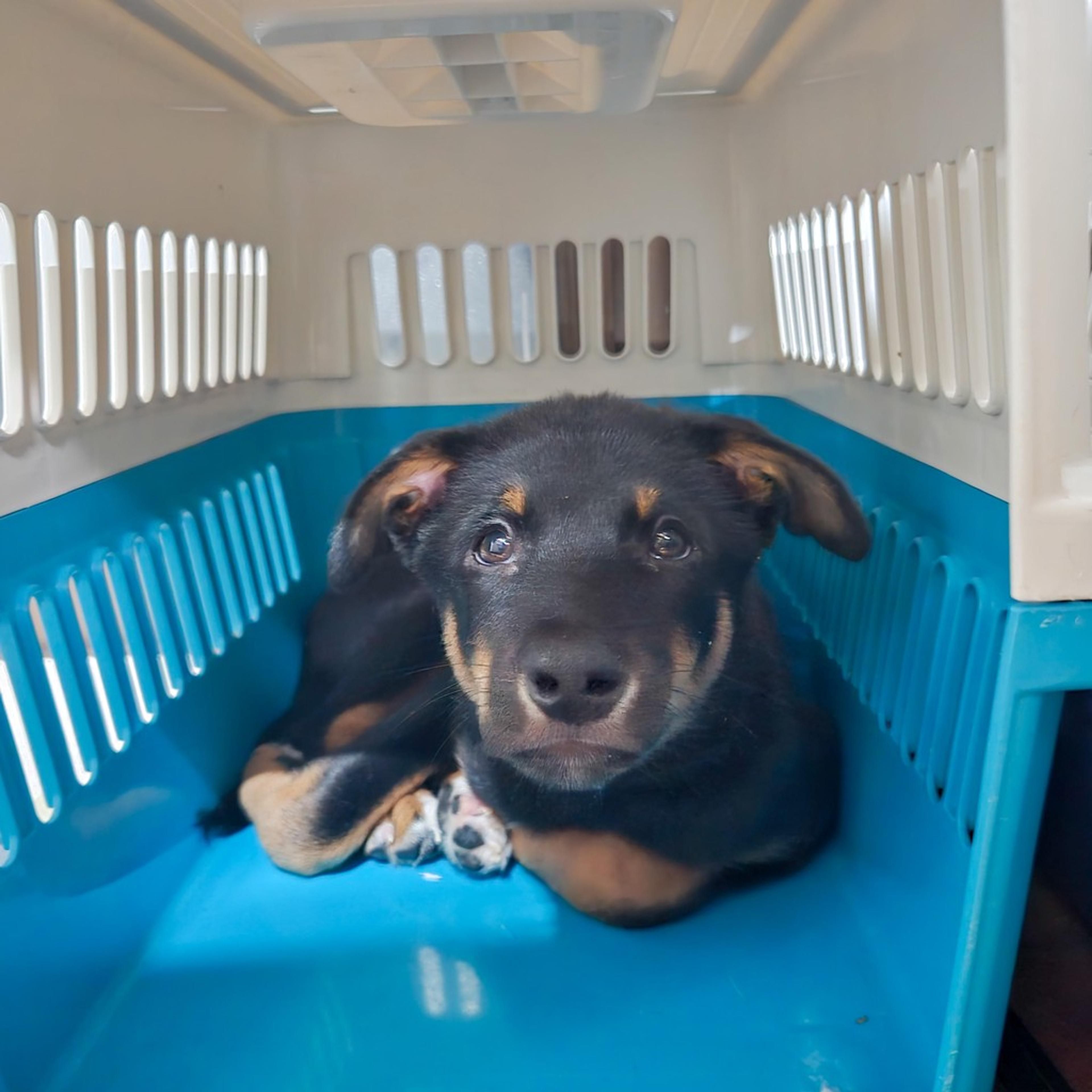 pet-image-9