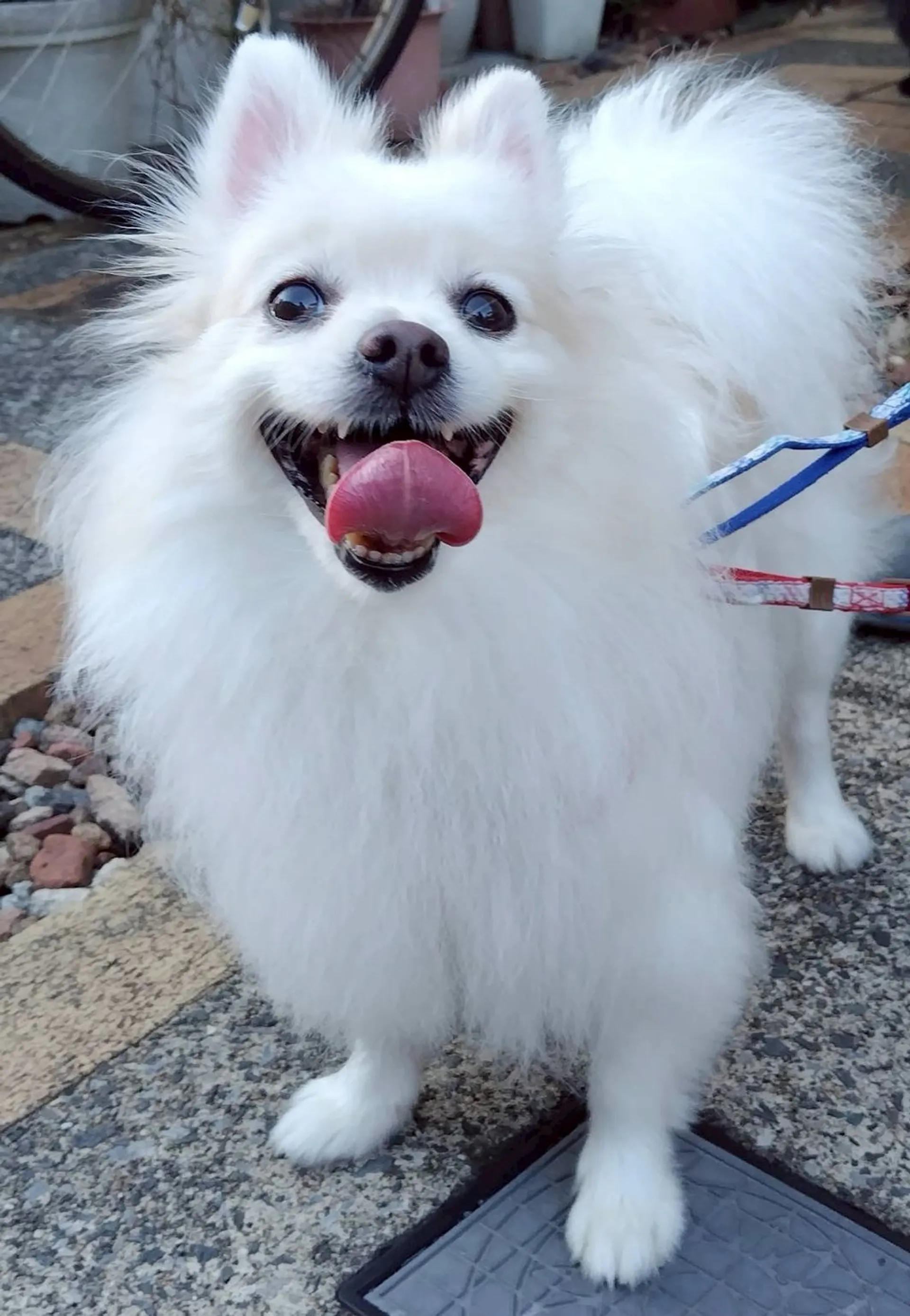 pet-image-2